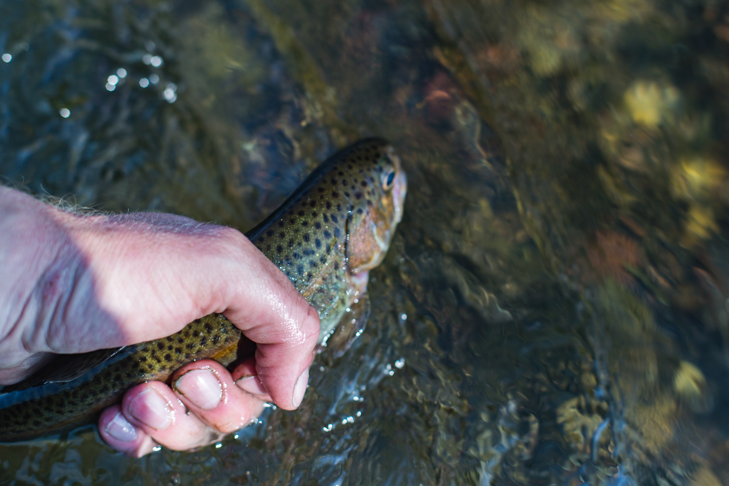 The Release
