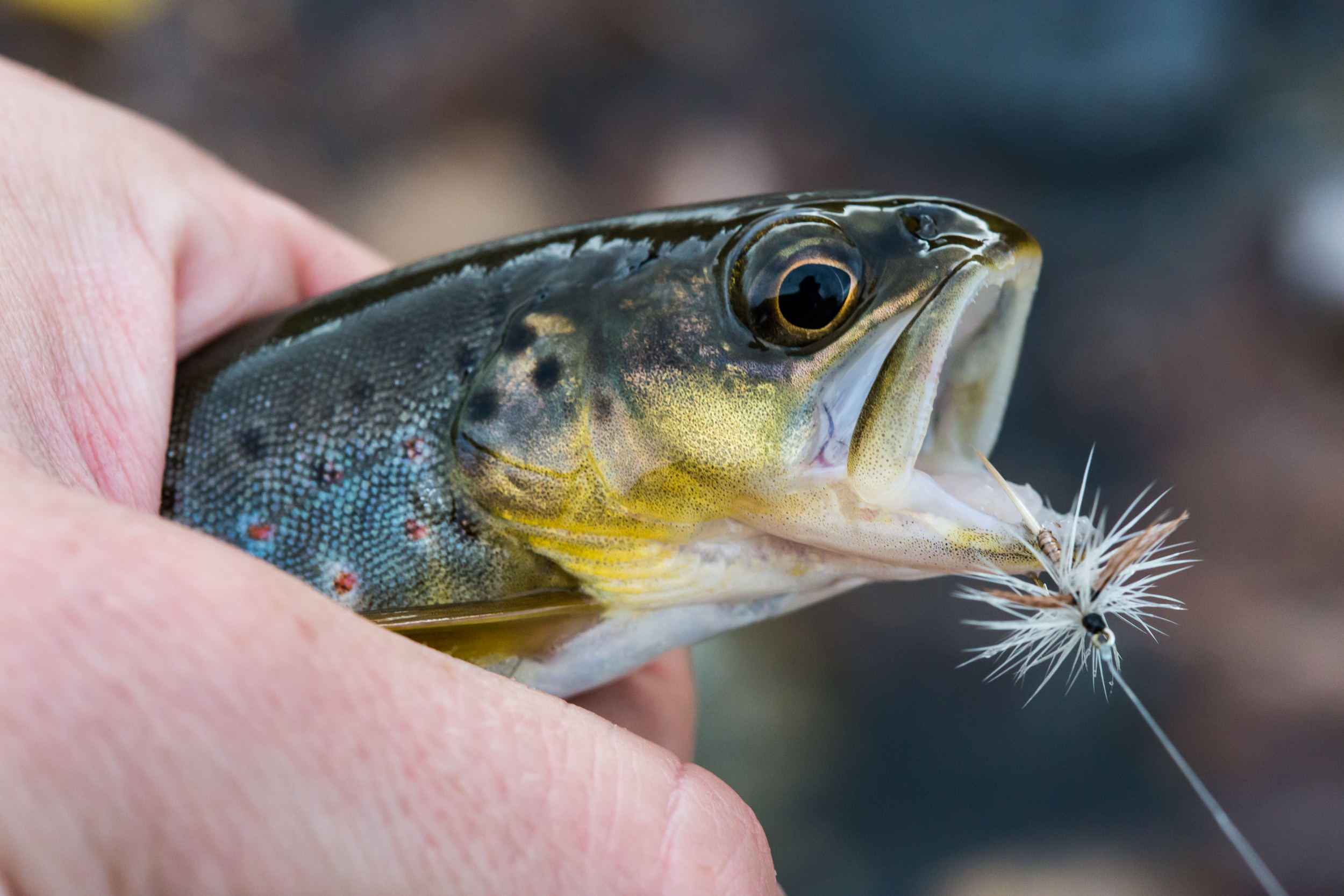 Little Brownie