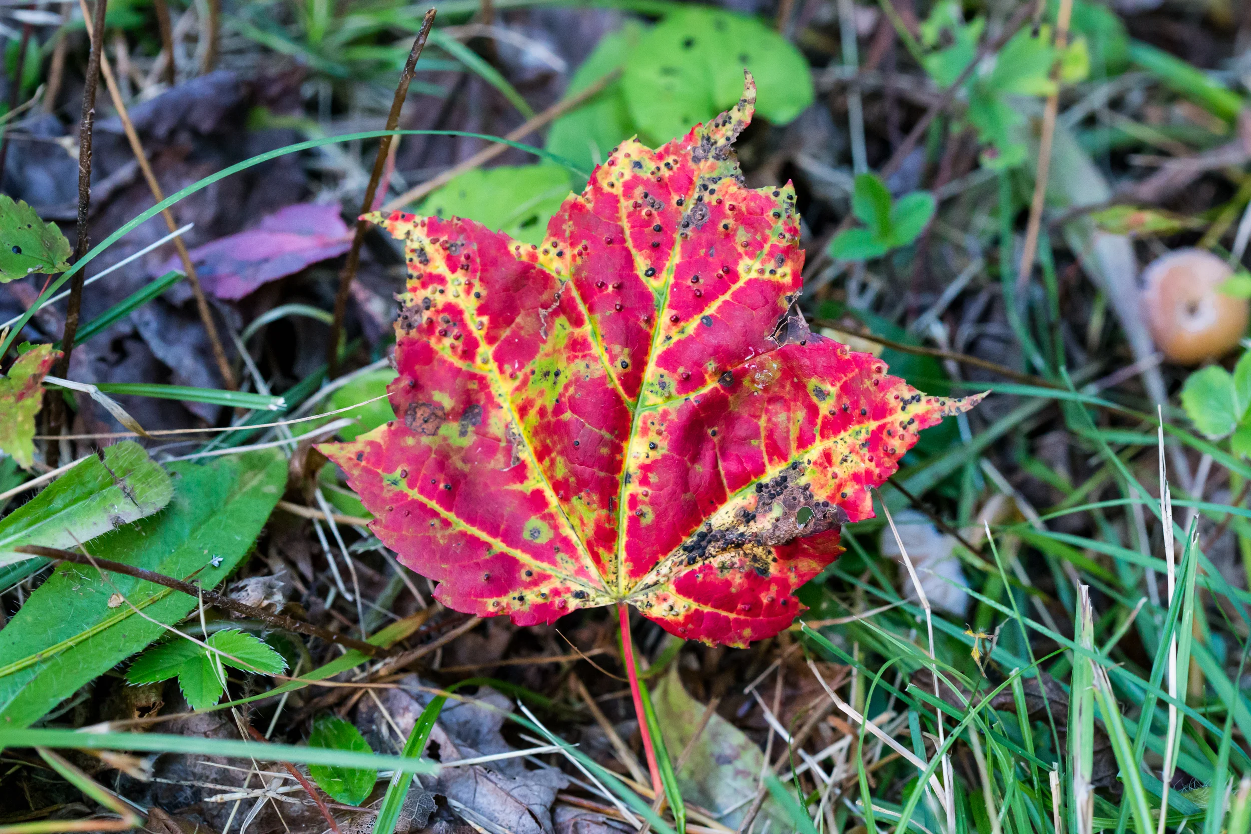 Dying Leaf