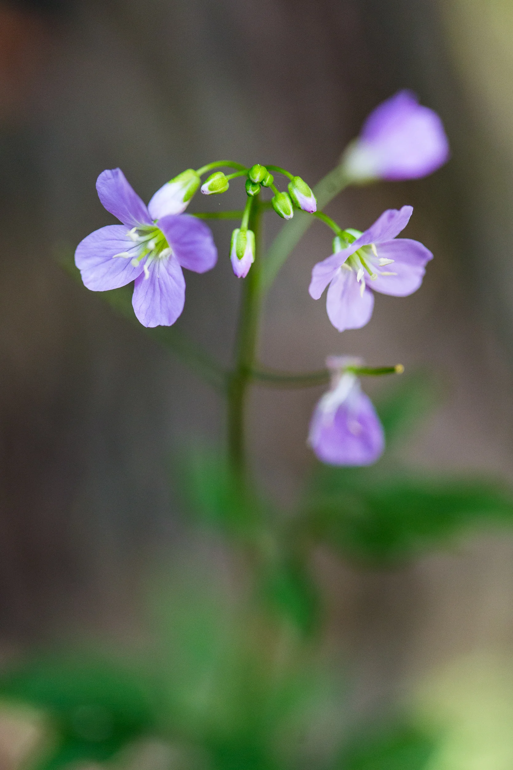 Blooming