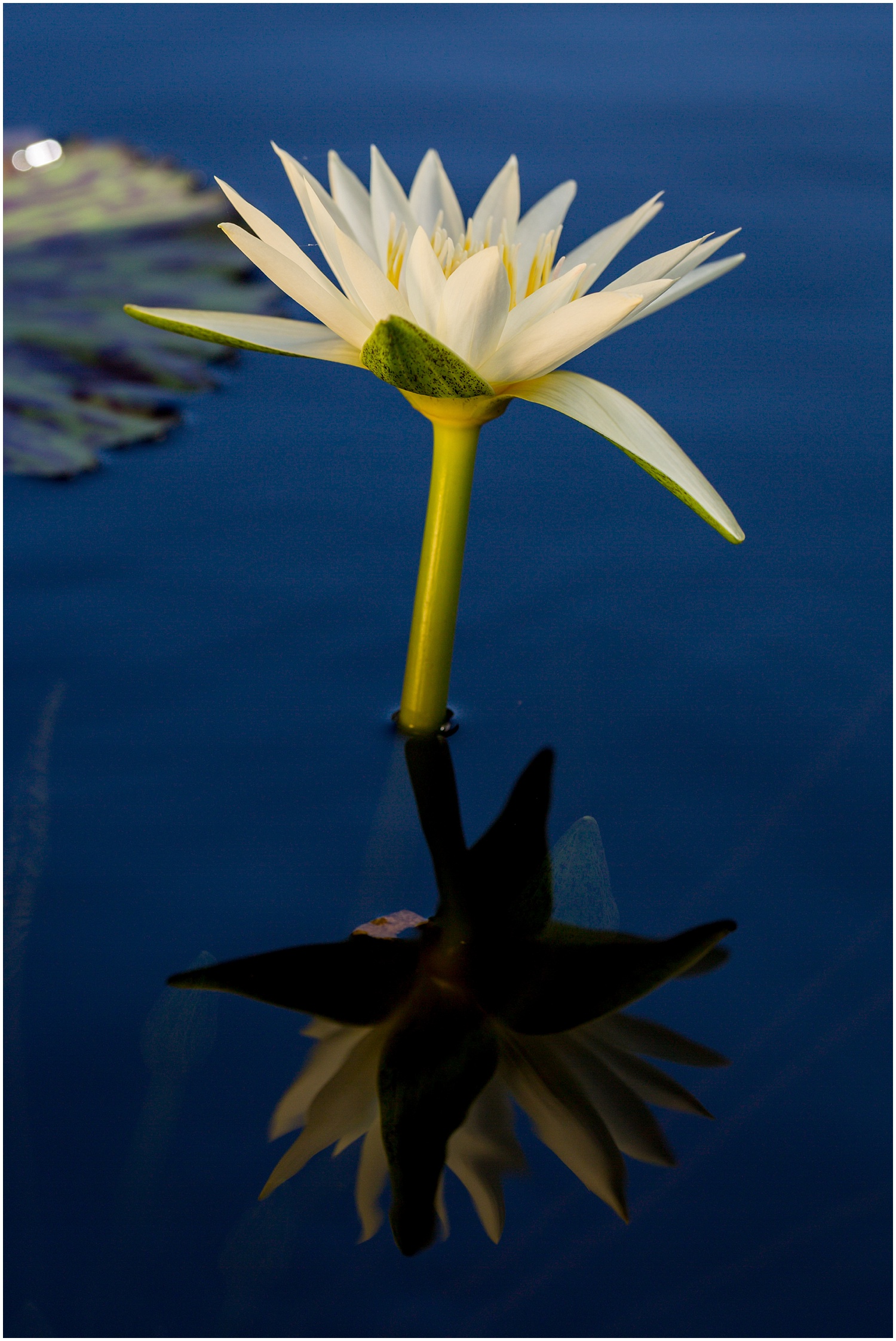 Longwood Gardens Waterlilies