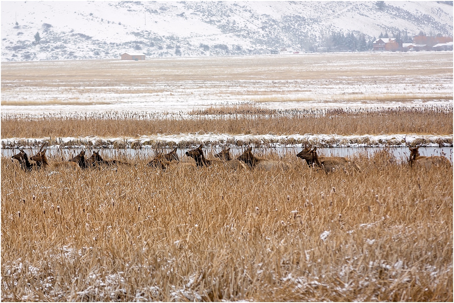 Jackson Wyoming Wildlife Photographer Elk
