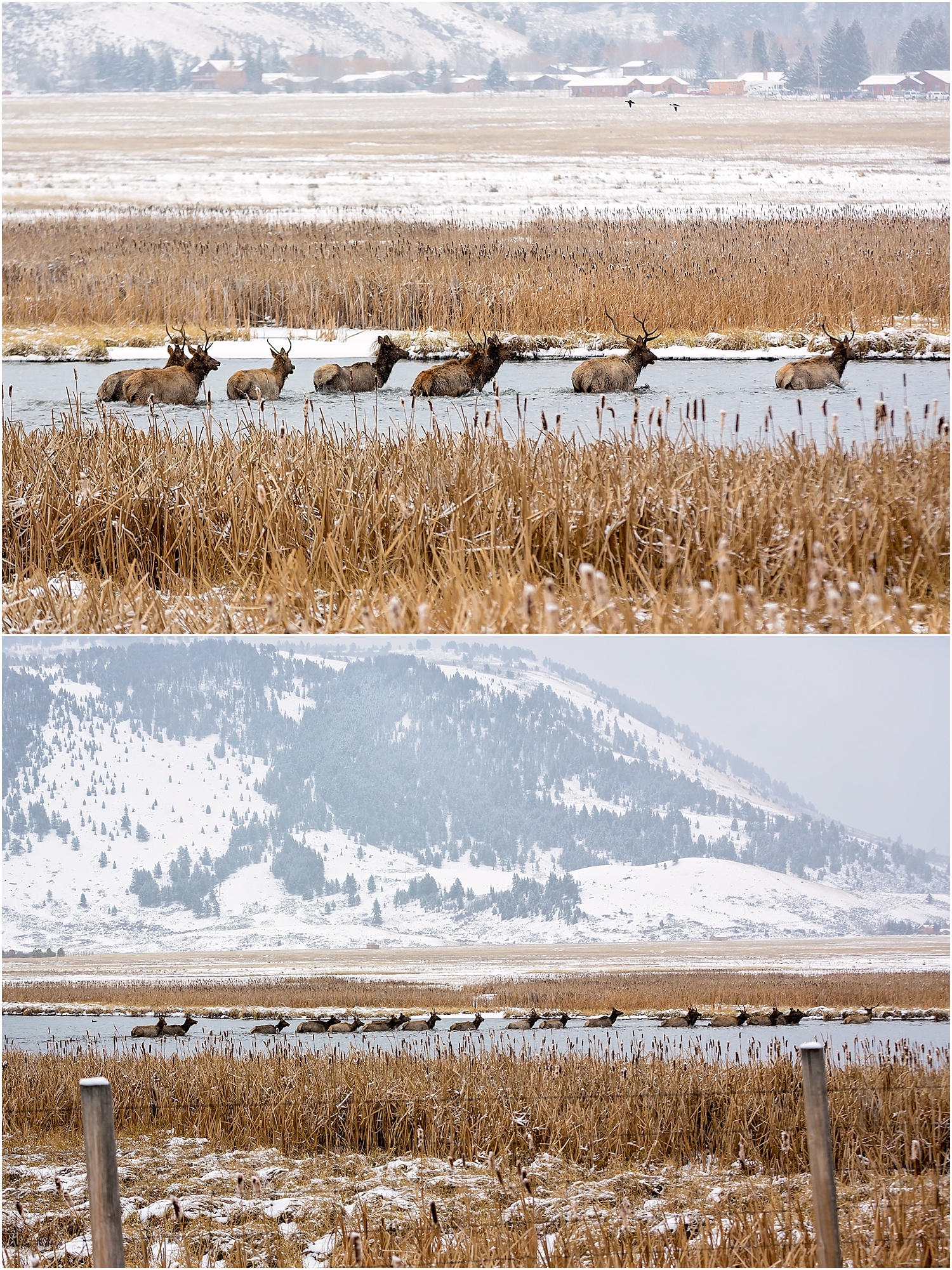 Jackson Wyoming Wildlife Photographer Elk