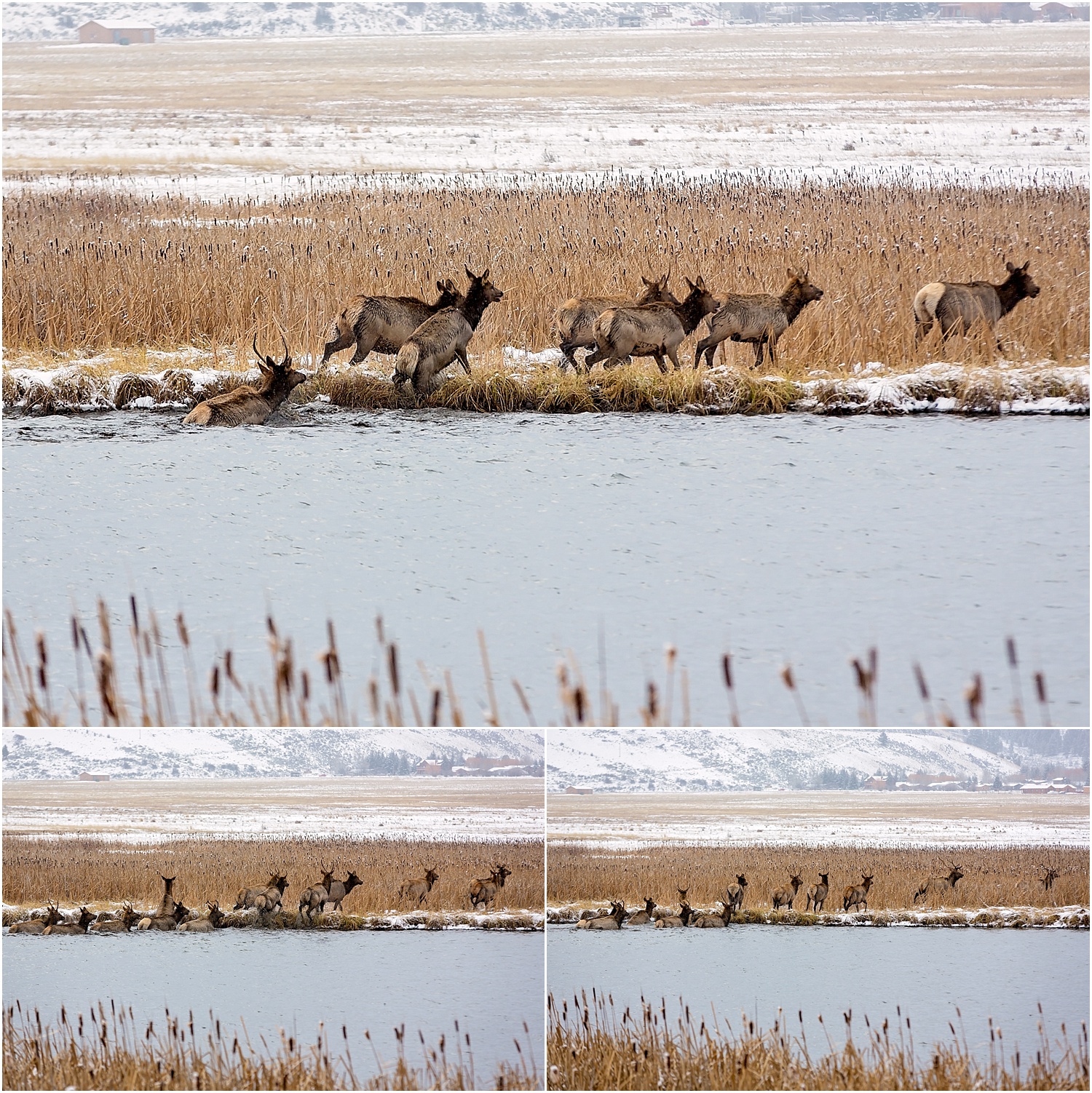 Jackson Wyoming Wildlife Photographer Elk