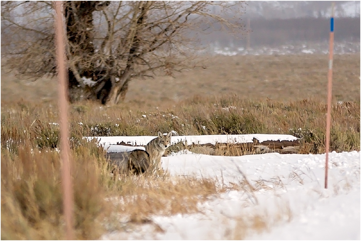 Jackson Wyoming Wildlife Photographer Coyote