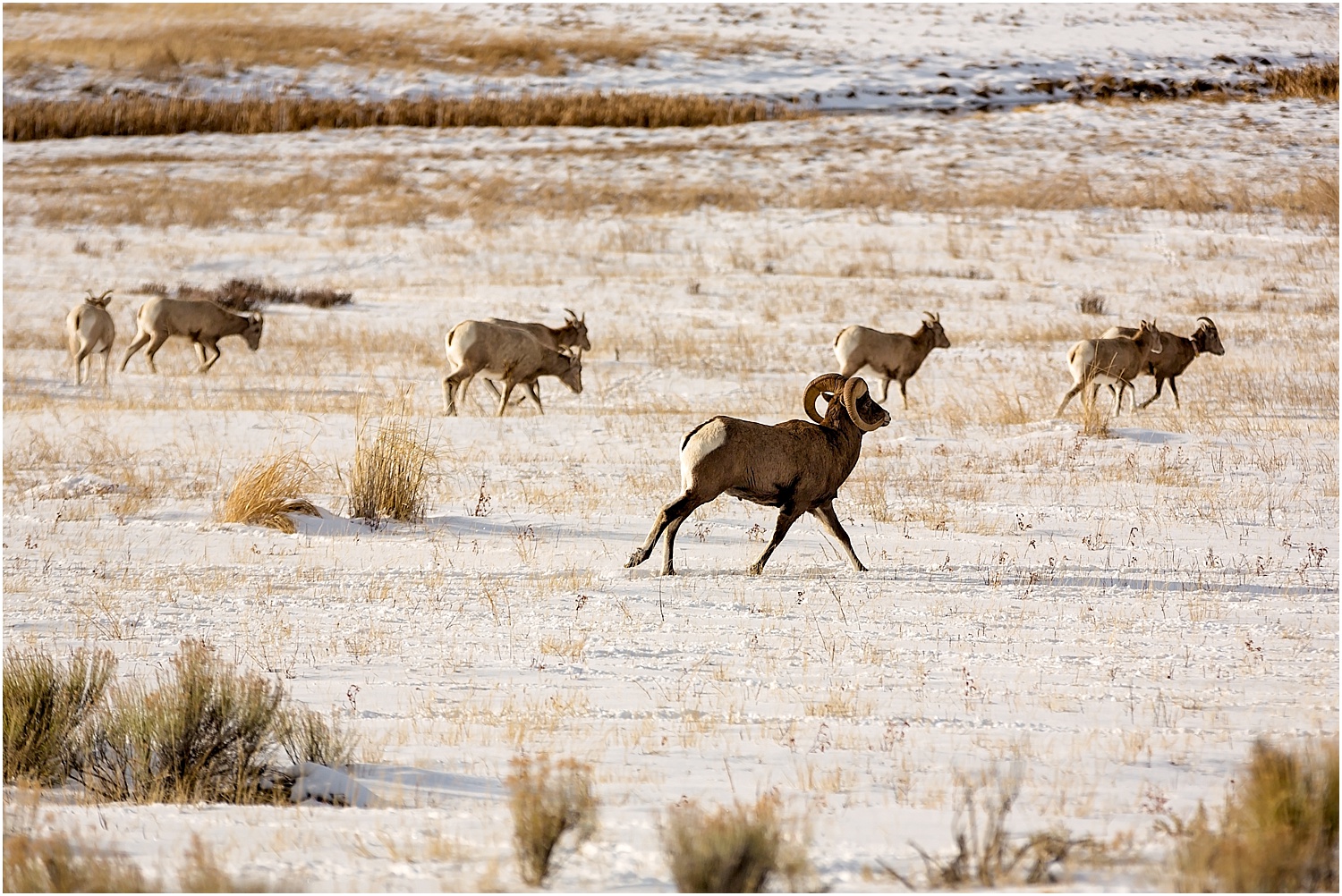 Jackson Wyoming Wildlife Photographer Bighorn Sheep