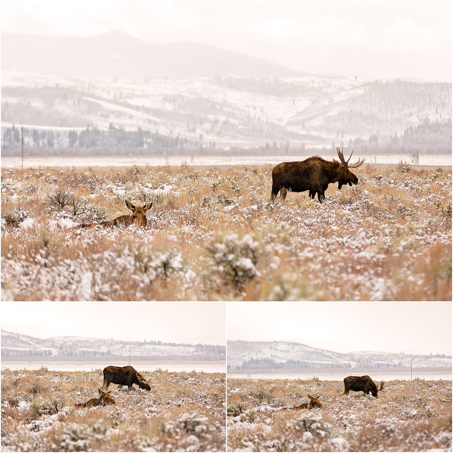 Jackson Wyoming Wildlife Photographer Moose