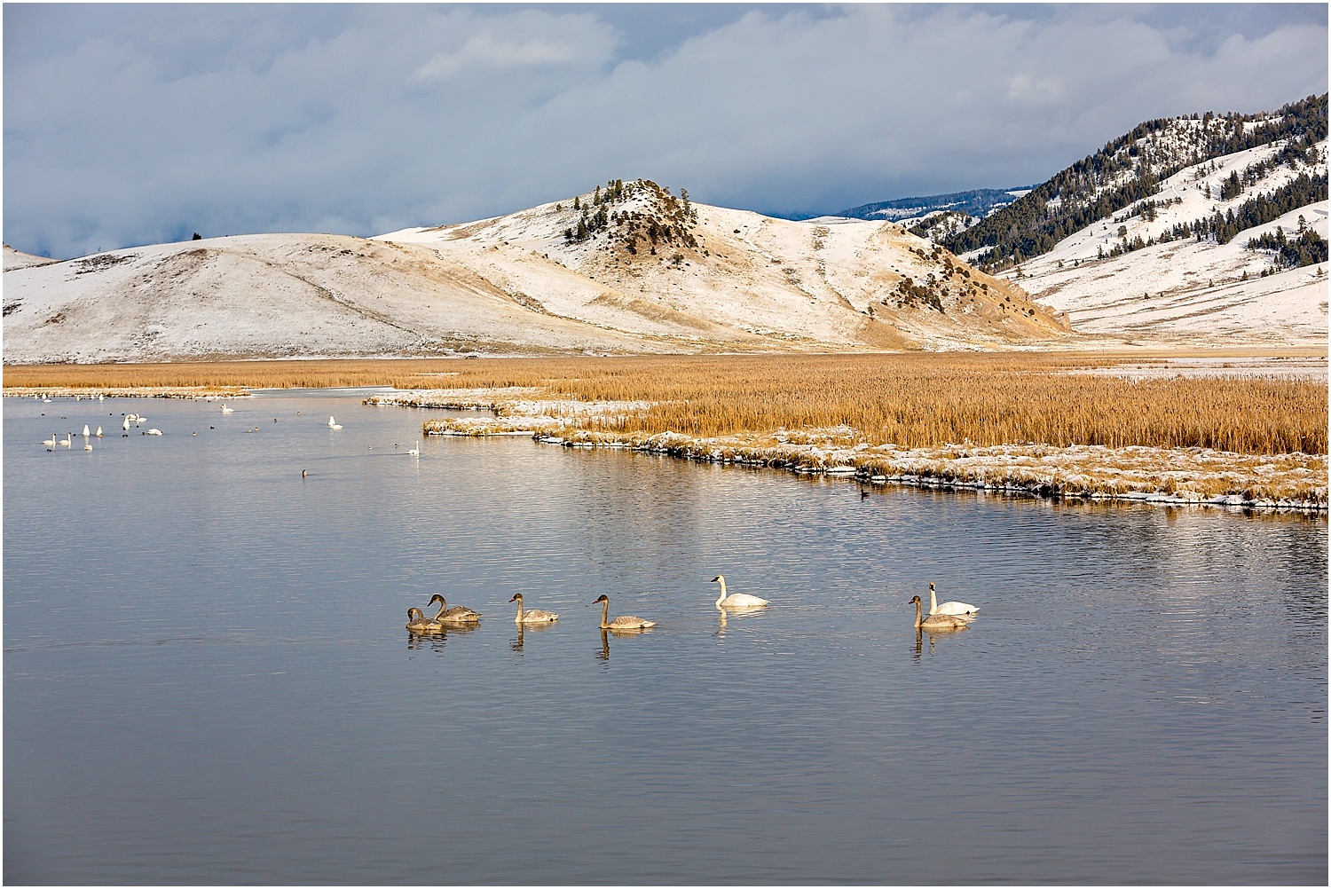 Jackson Wyoming Wildlife Photographer Waterfowl