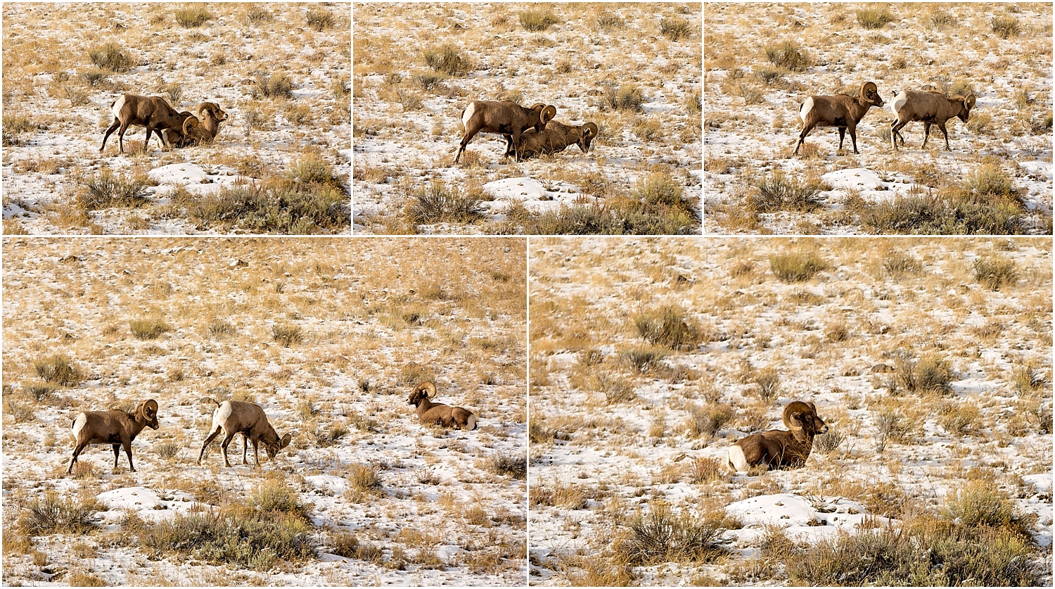 Jackson Wyoming Wildlife Photographer Bighorn SheepJackson Wyoming Wildlife Photographer Bighorn Sheep