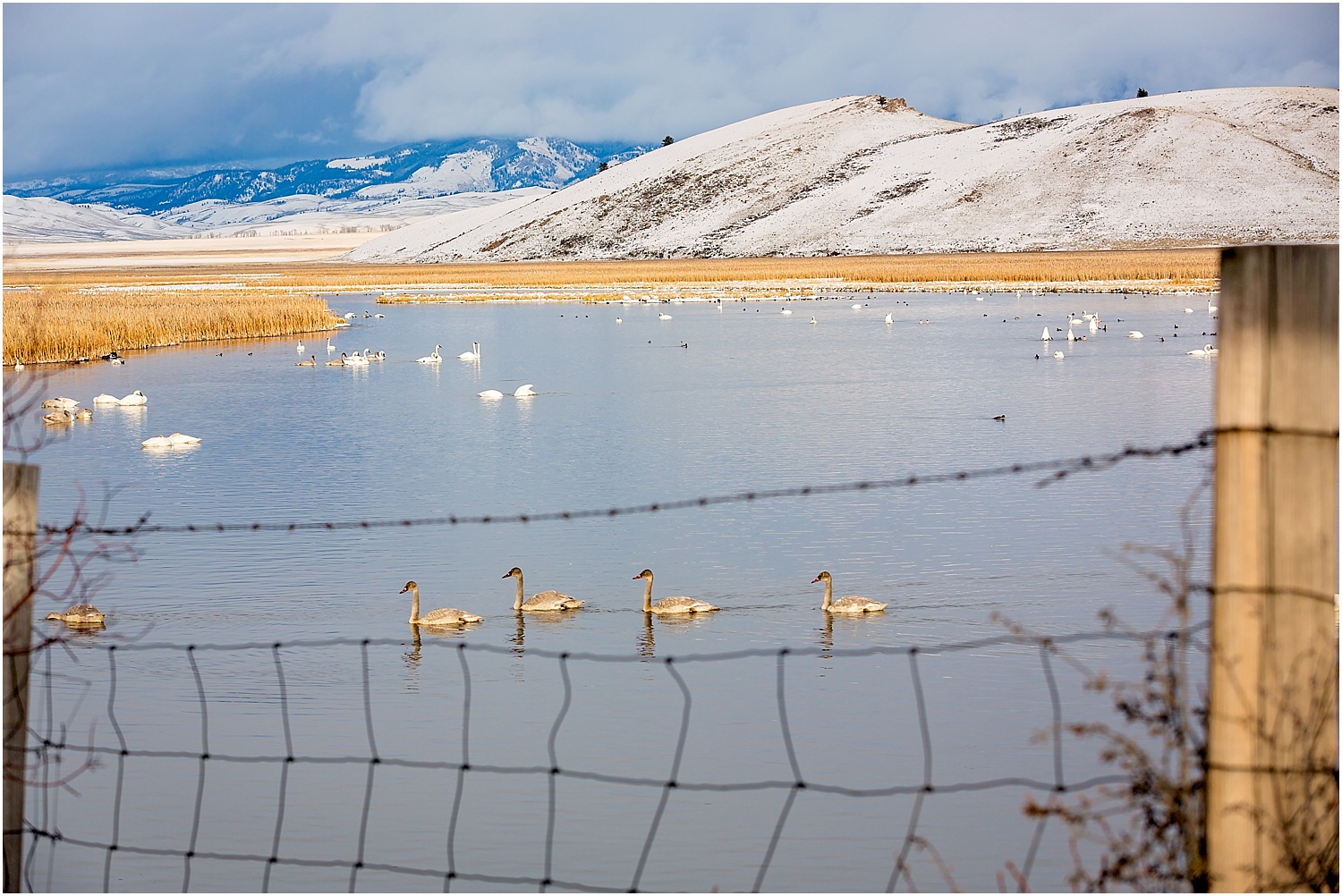 Jackson Wyoming Wildlife Photographer Waterfowl