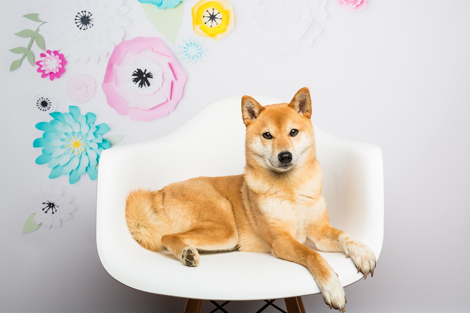 Berks County Shiba Inu Pet Photographer Shiba Inu