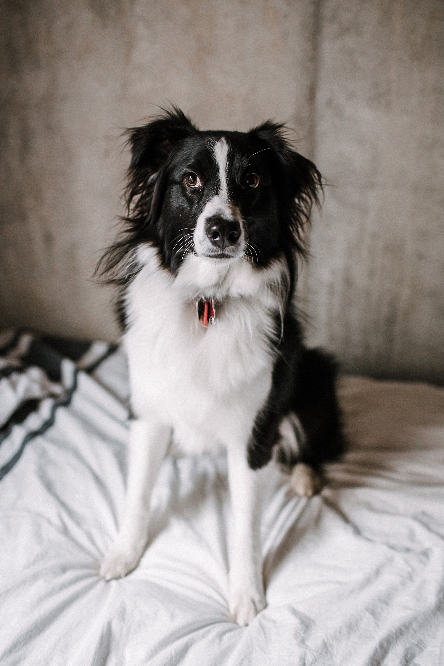 Boulder Colorado pet photographer