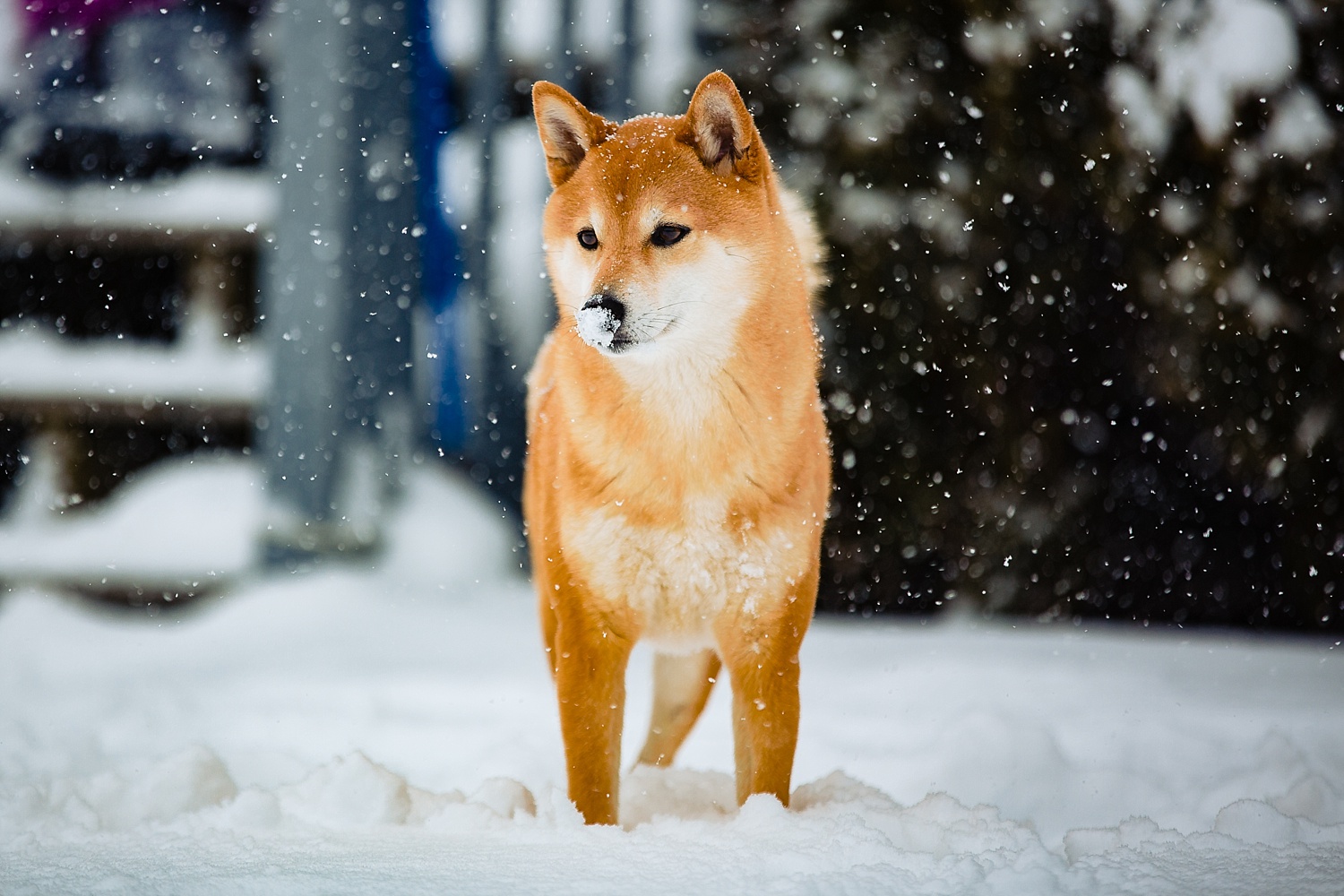 Shiba Inu Dog Berks County Pet Photographer Snow