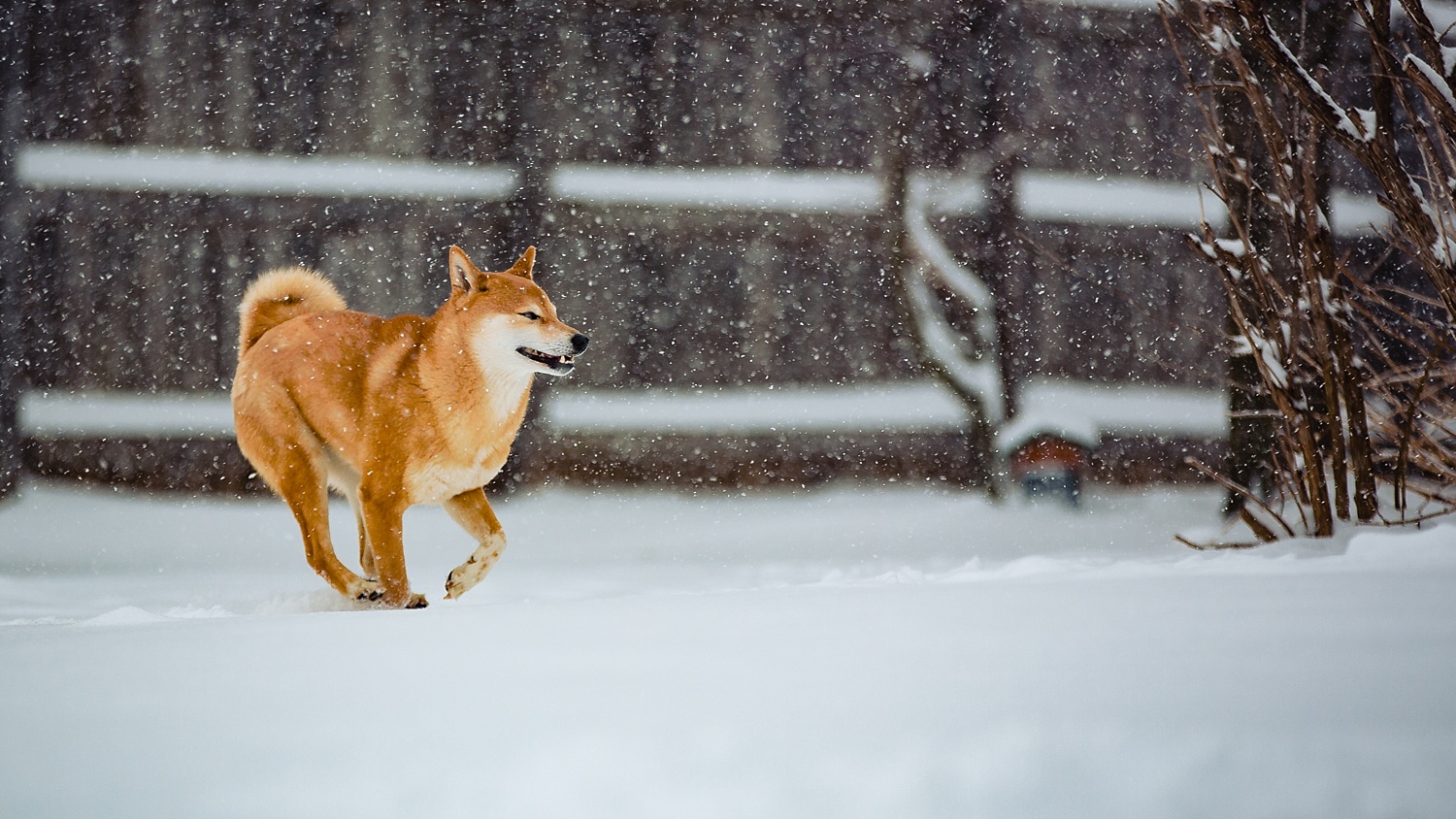 Shiba Inu Dog Berks County Pet Photographer Snow