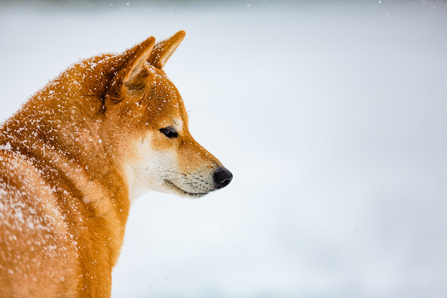 Shiba Inu Dog Berks County Pet Photographer Snow