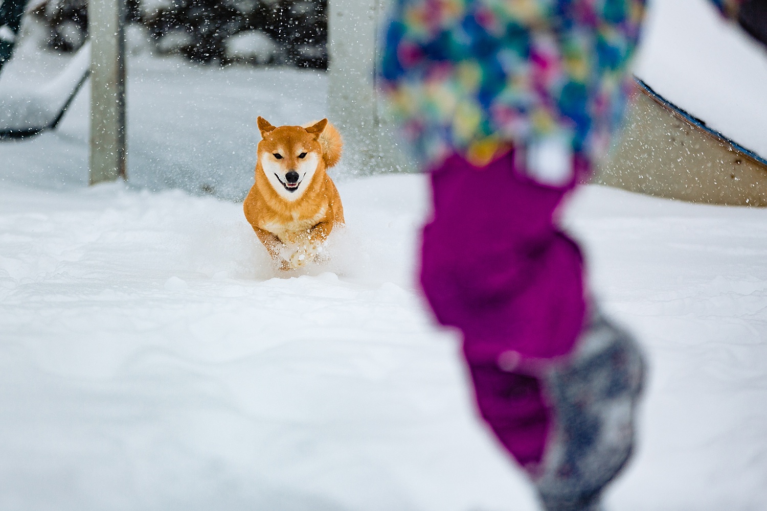 Shiba Inu Dog Berks County Pet Photographer Snow