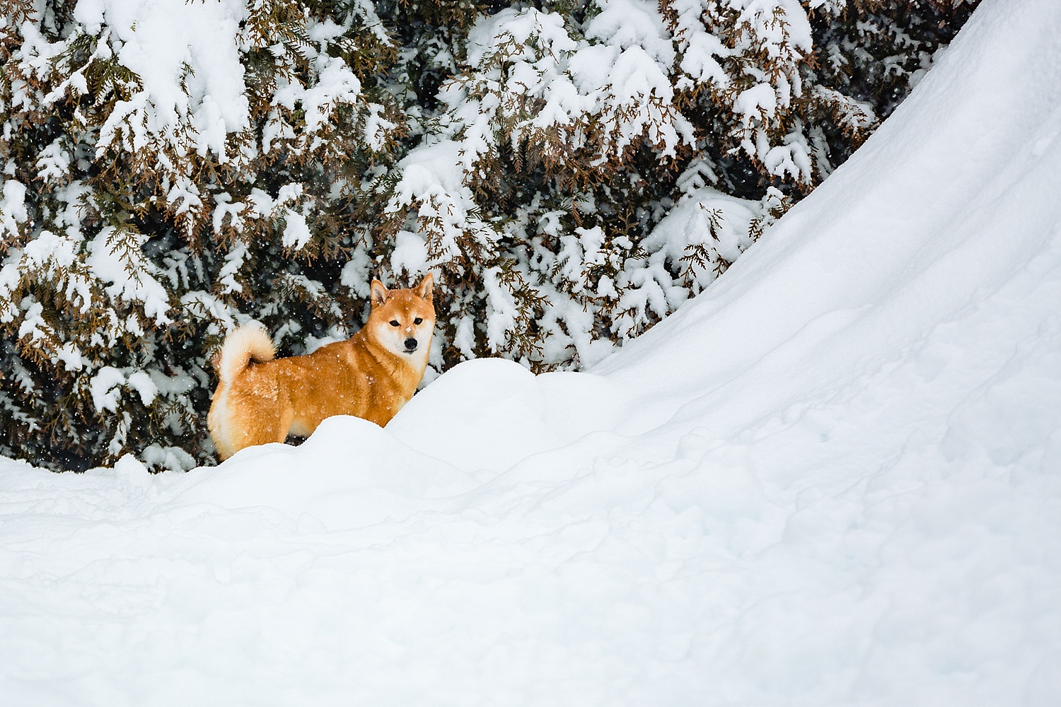 Shiba Inu Dog Berks County Pet Photographer Snow