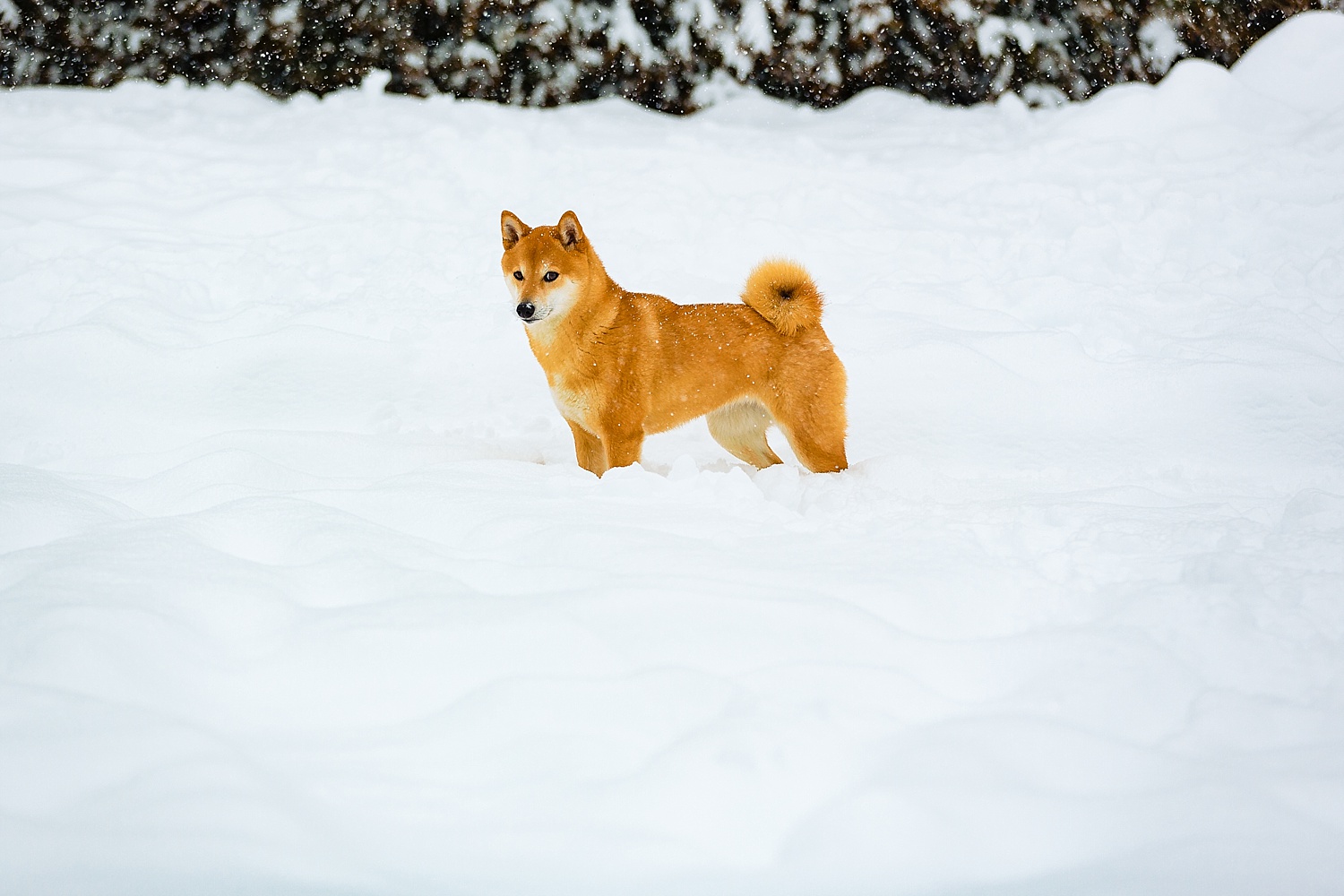 Shiba Inu Dog Berks County Pet Photographer Snow