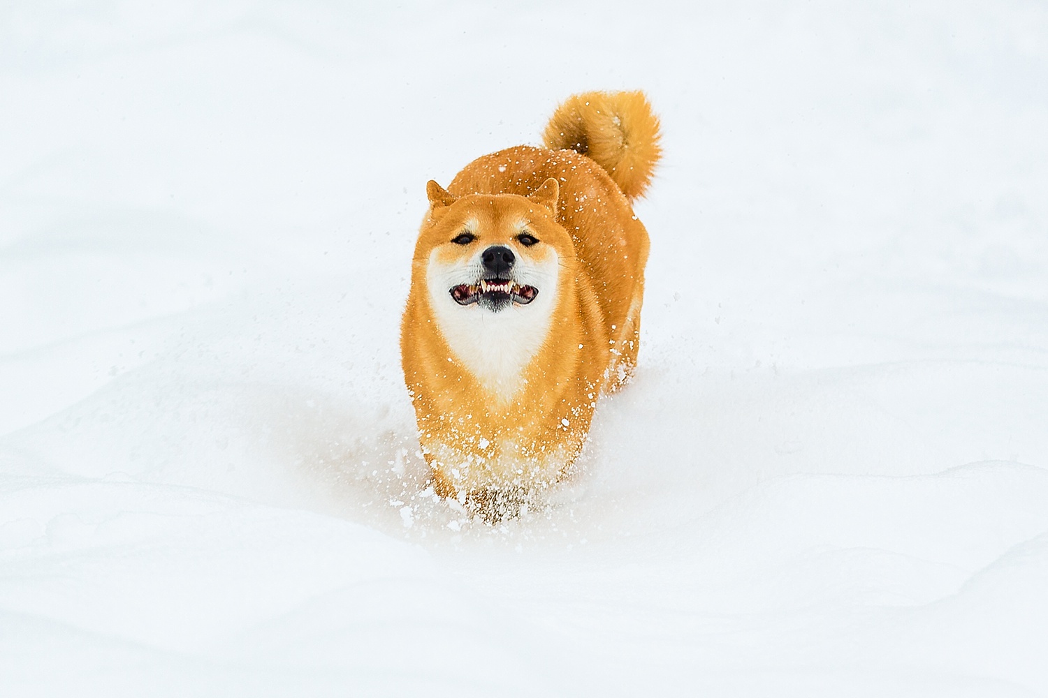 Shiba Inu Dog Berks County Pet Photographer Snow