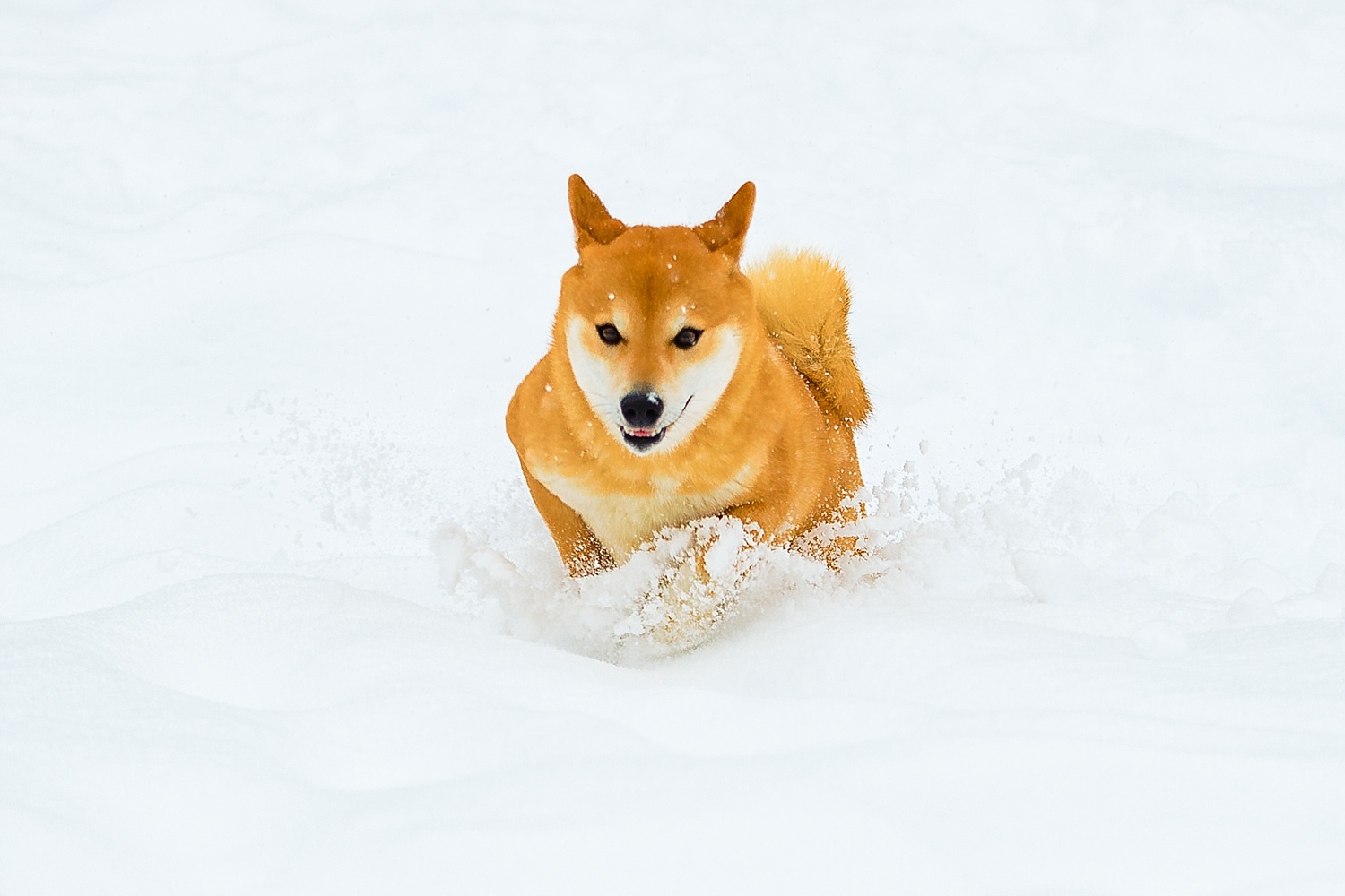 Shiba Inu Dog Berks County Pet Photographer Snow