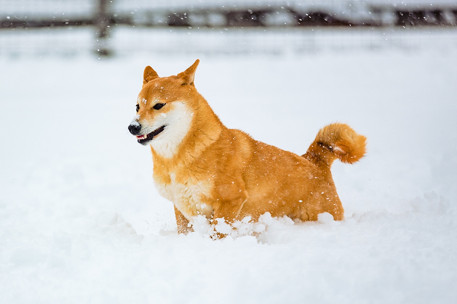 Shiba Inu Dog Berks County Pet Photographer Snow