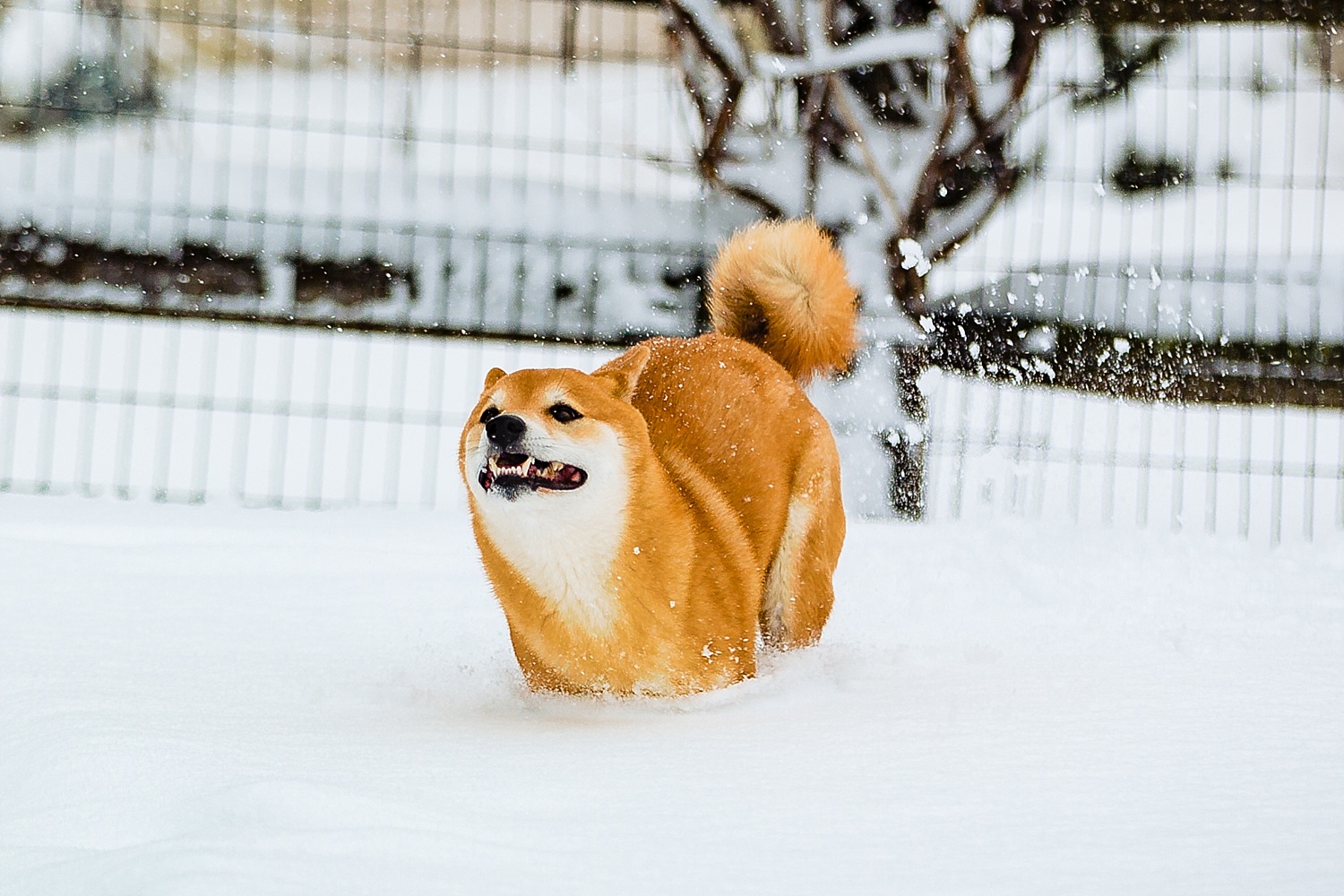 Shiba Inu Dog Berks County Pet Photographer Snow