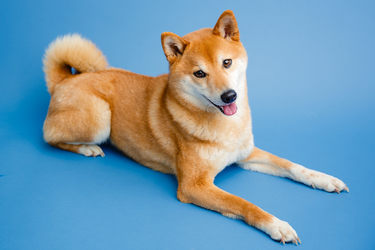 Berks County Shiba Inu Dog Pet Photographer