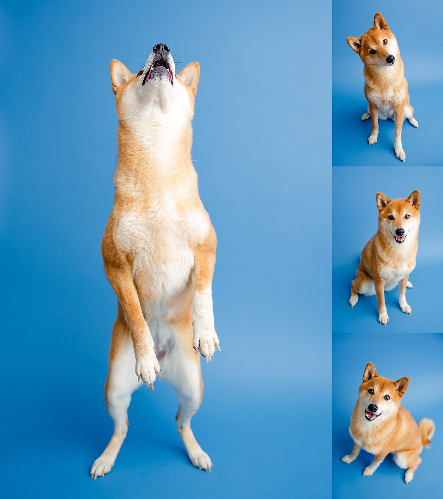 Berks County Shiba Inu Dog Pet Photographer