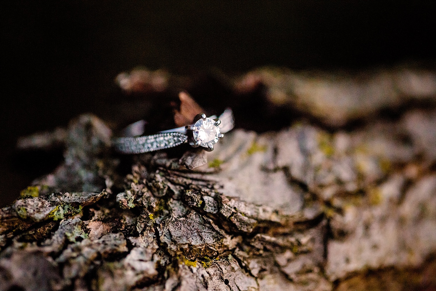 Trexler Nature Preserve Lehigh Valley Engagement Wedding Photographer