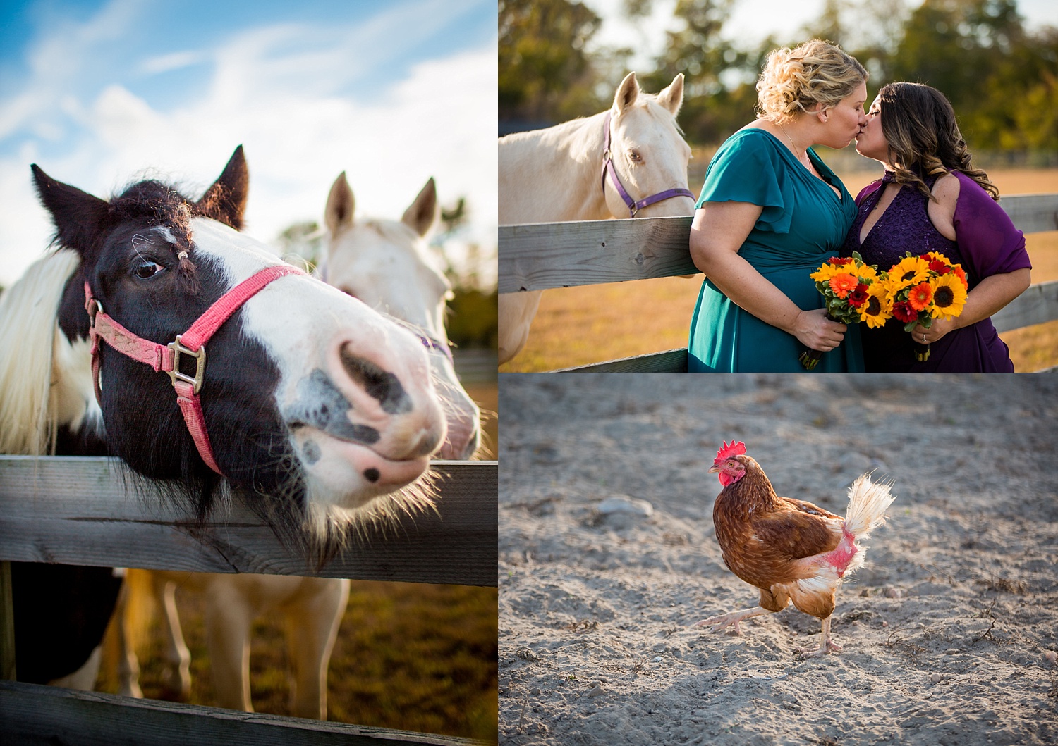 Cecil Creek Farm New Jersey fall same sex wedding photographer