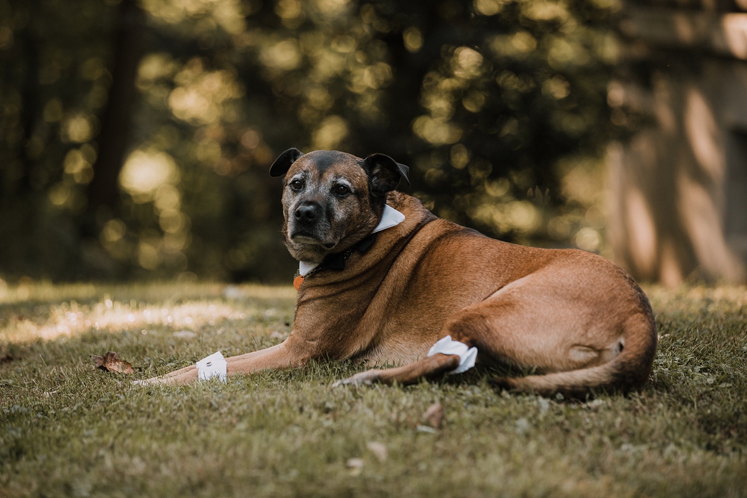 Lehigh Valley Alburtis Pennsylvania fall rustic intimate backyard wedding photographer