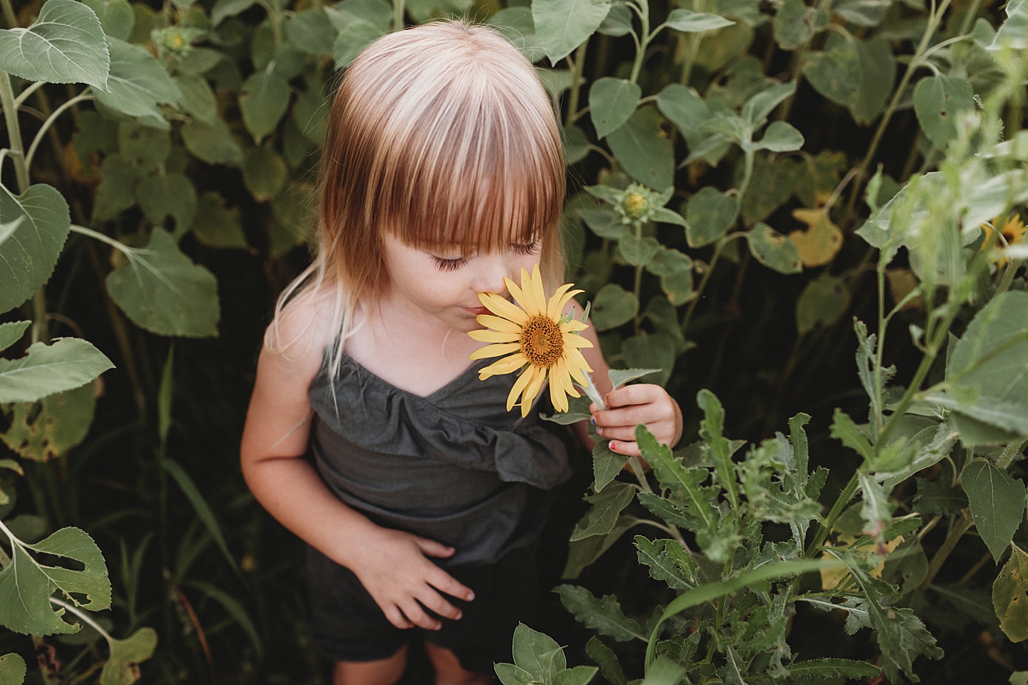 sunflower field Mechanicsburg Harrisburg family children photographer