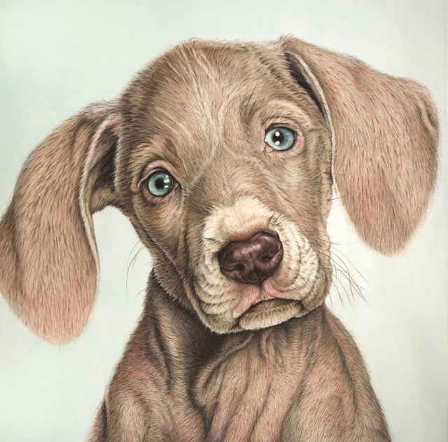  Phil Knoll, Puppy, 2016, 41" x 41", watercolor and pencil on paper 