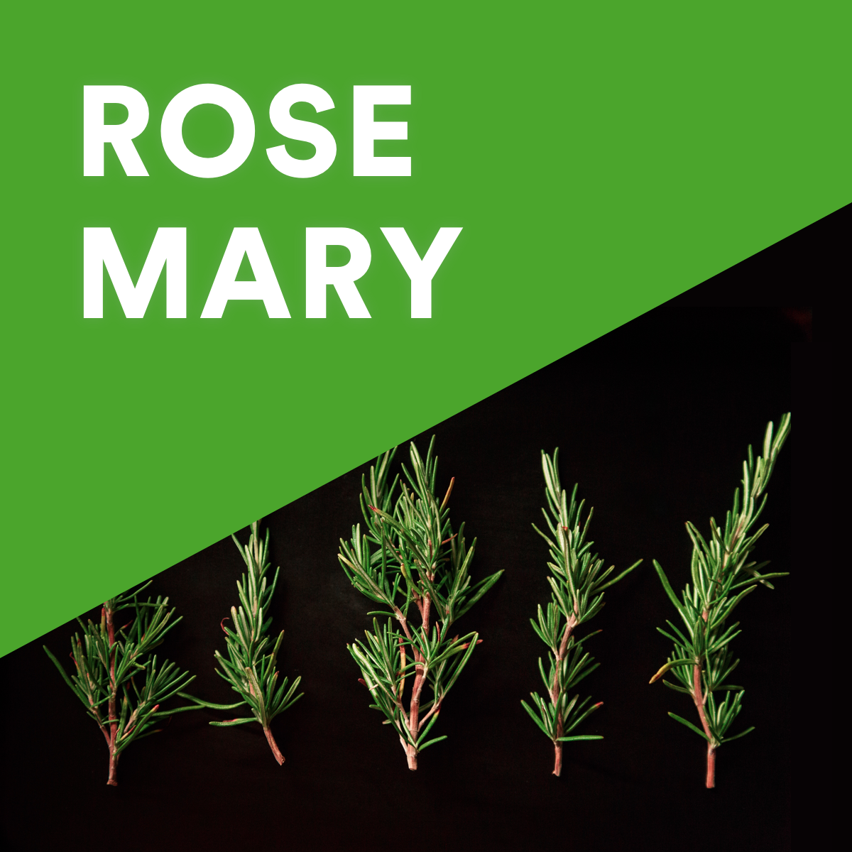 rosemary photo.png