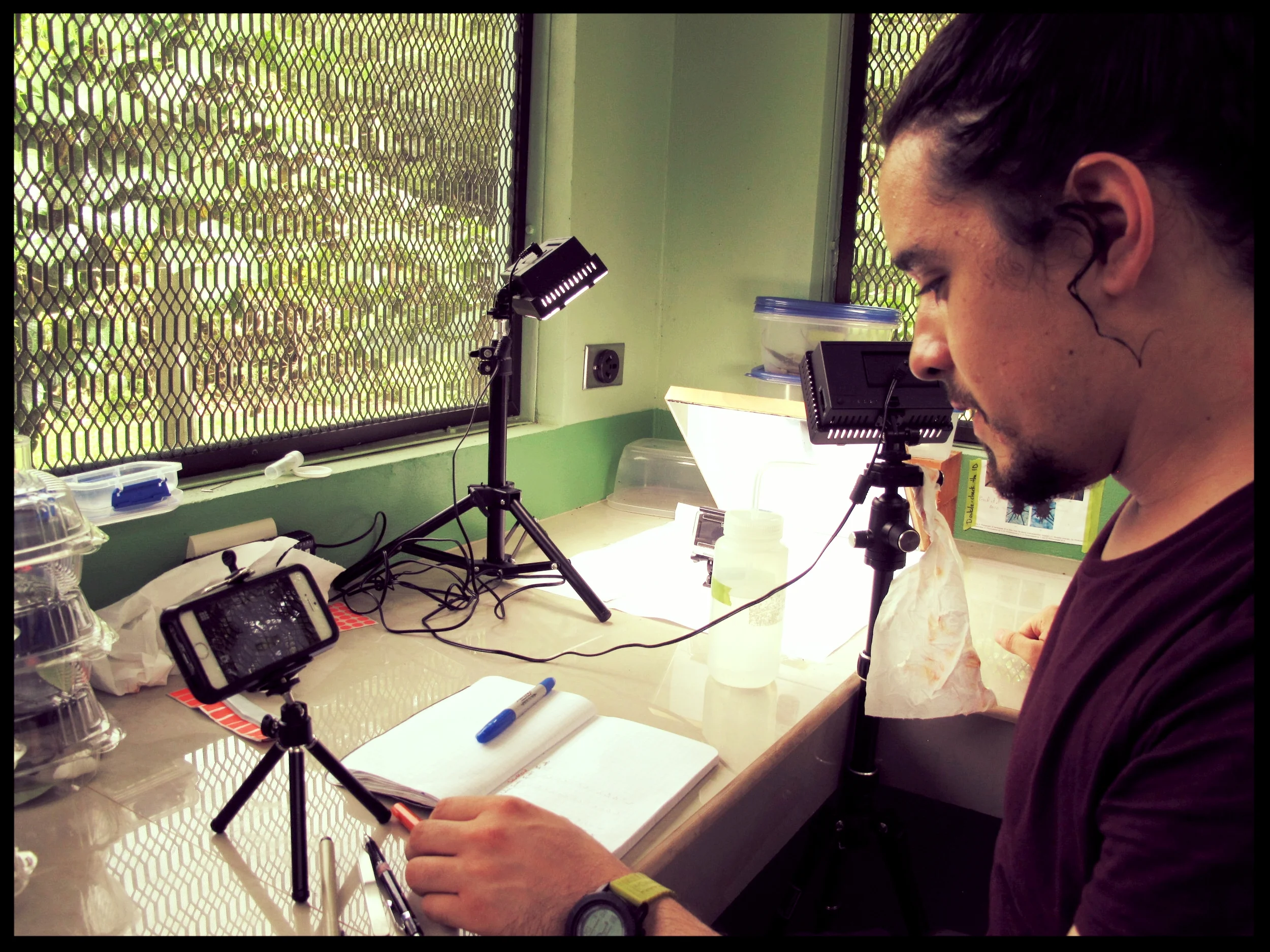 Everything you knew about daddy longlegs is wrong