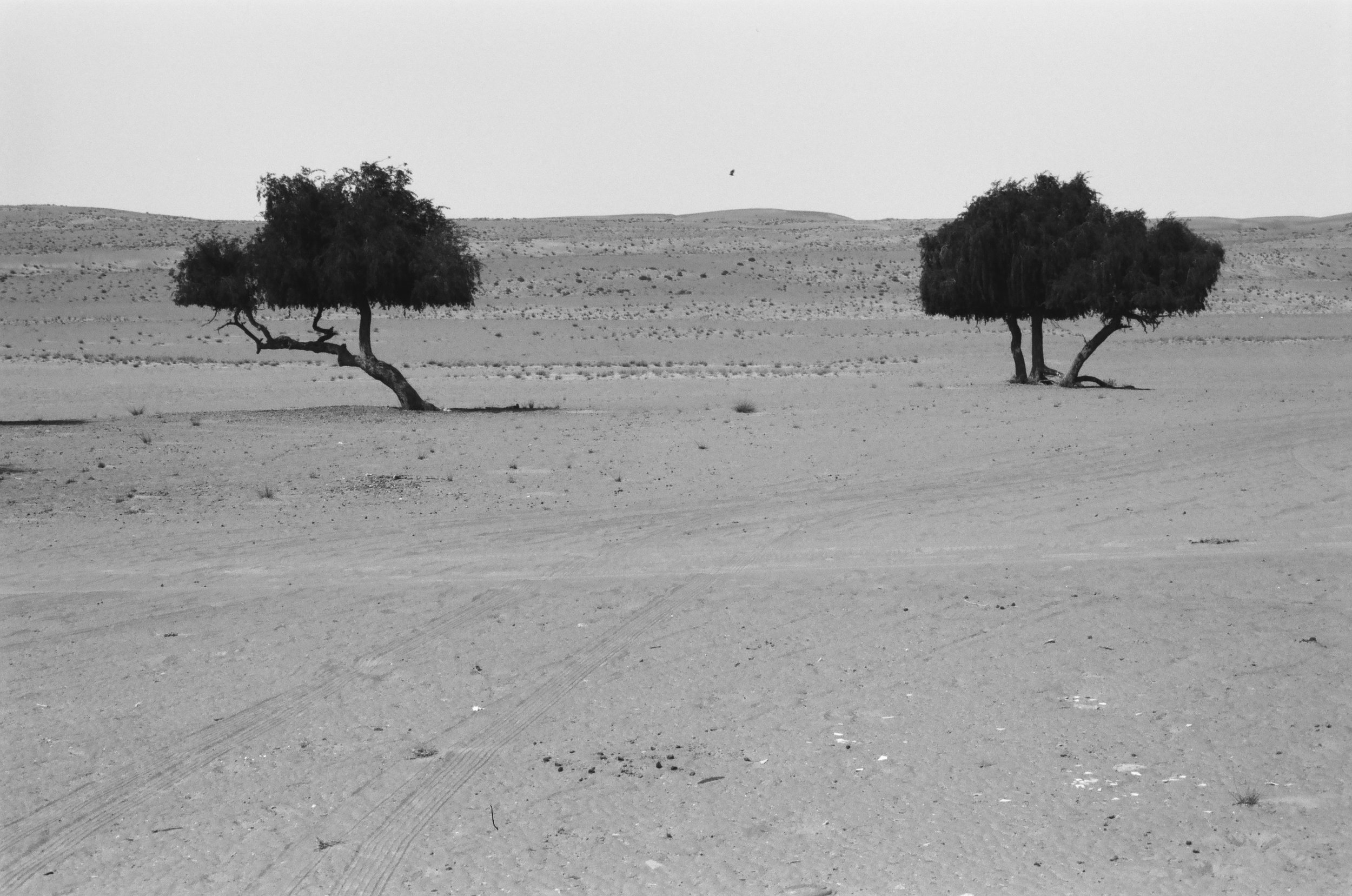  Two Trees in Wahiba Sands, Oman; Minolta SRT 201 35mm; 2024 