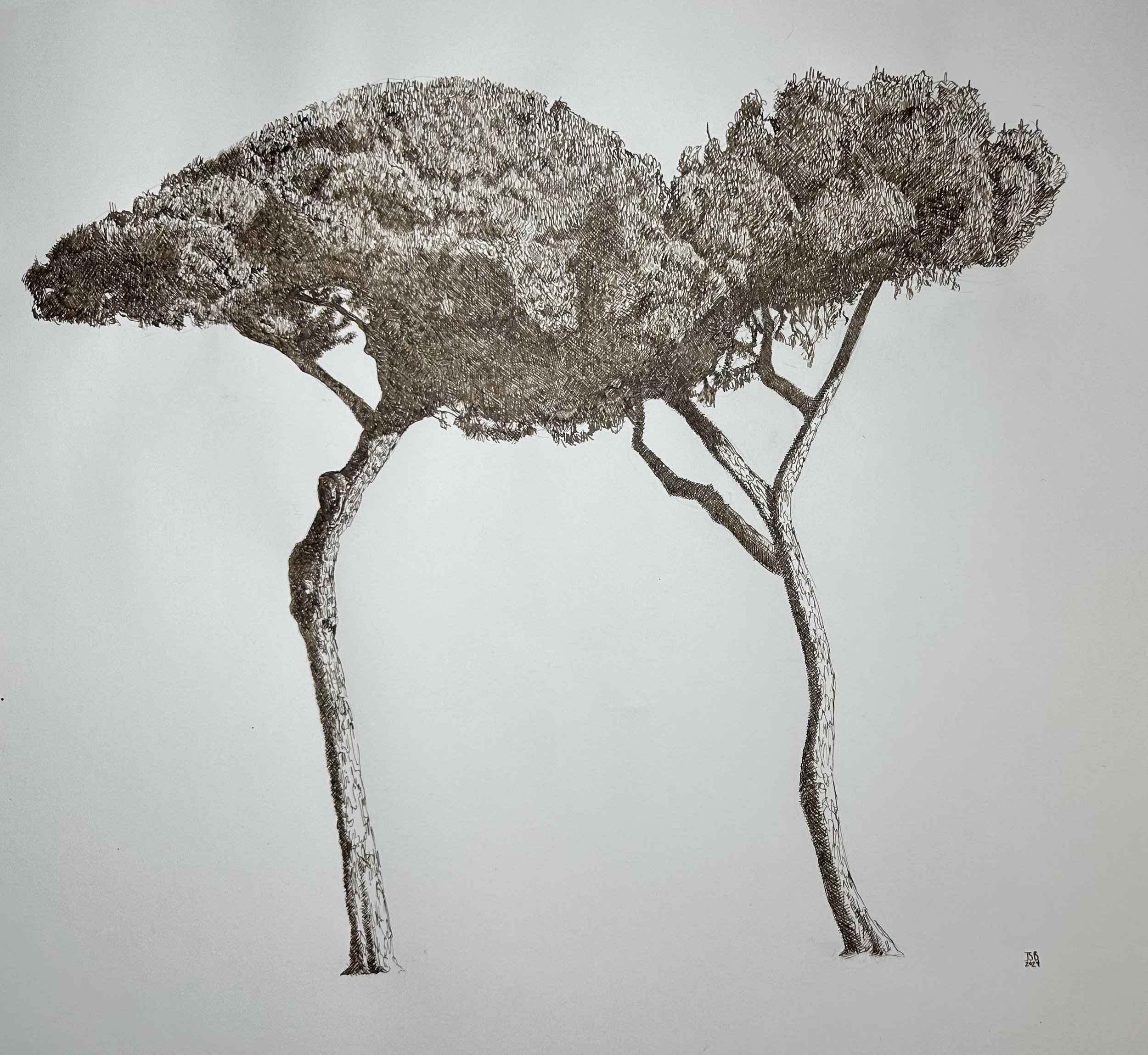 Stone Pines in Rome, Italy; Vintage Dip Pen and Walnut Ink on Paper; 18”x24”; 2024