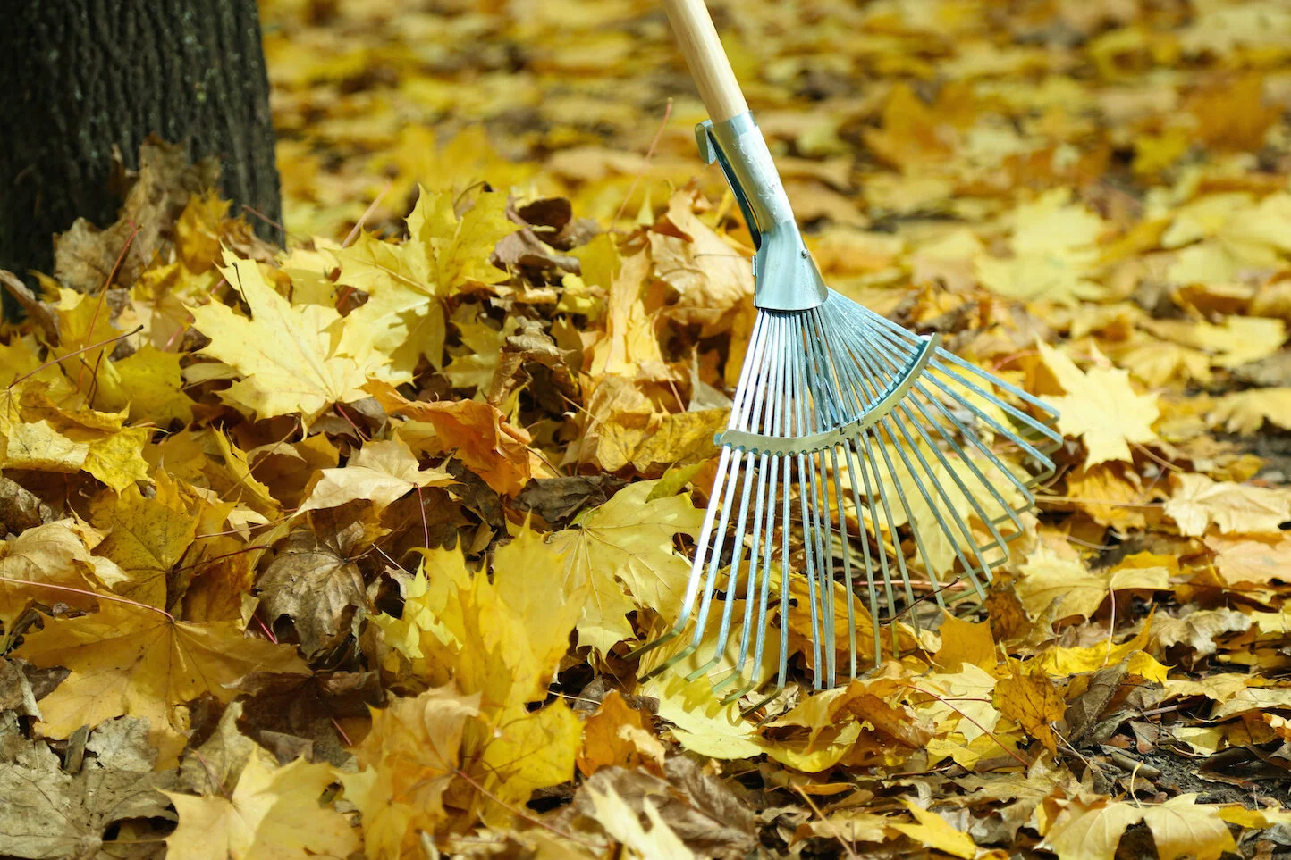stl-tree-removal-cleaning-leaves.jpg