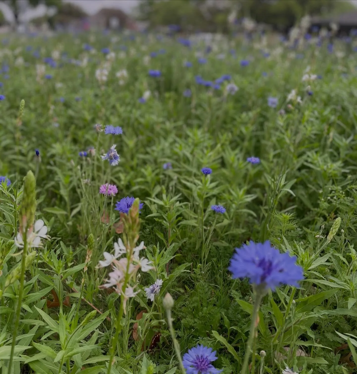 Wildflowers are blooming around Highland Terrace! #loveourneighborhood @htna