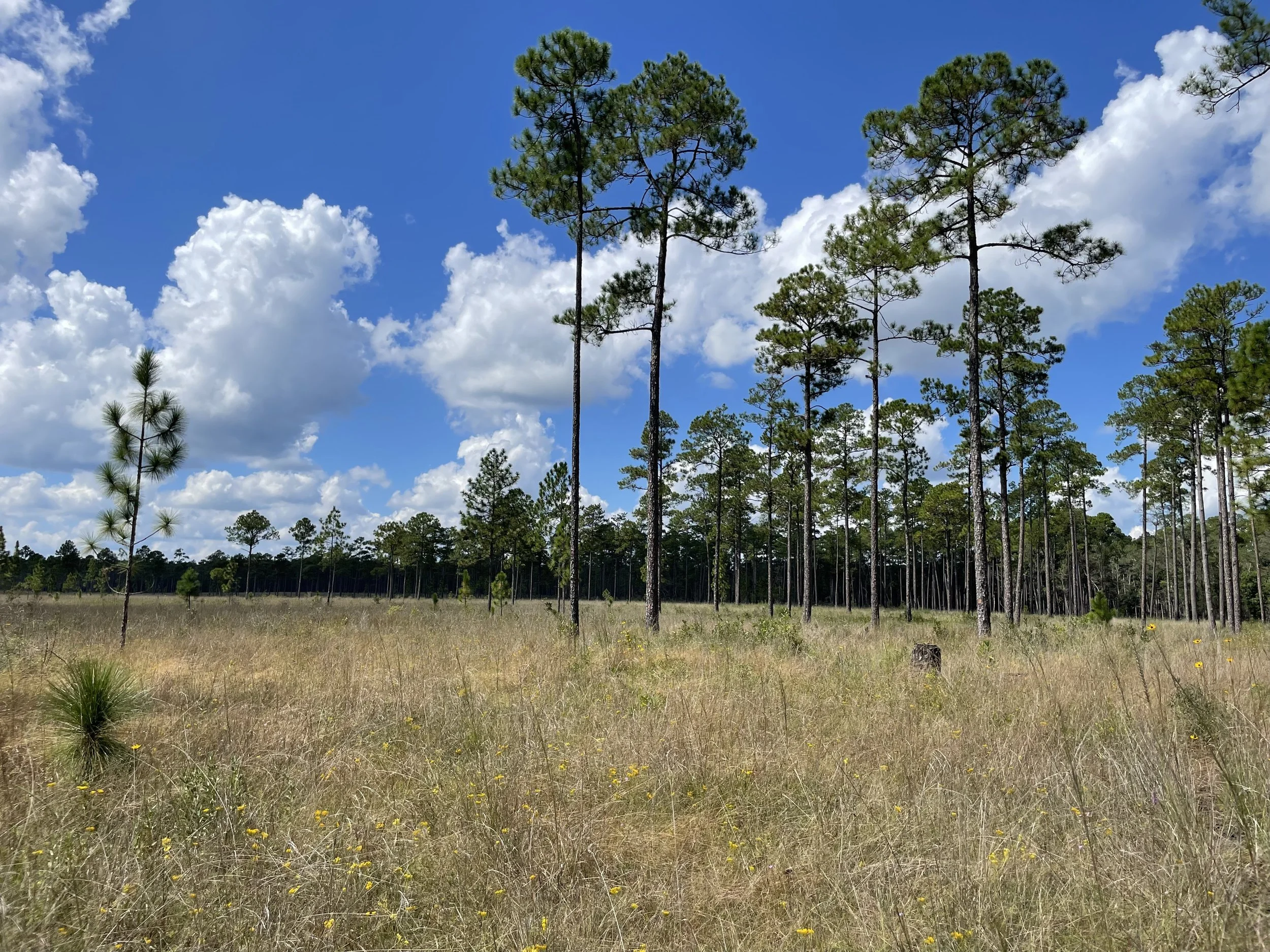 Pine bog Mississippi s2025.jpg