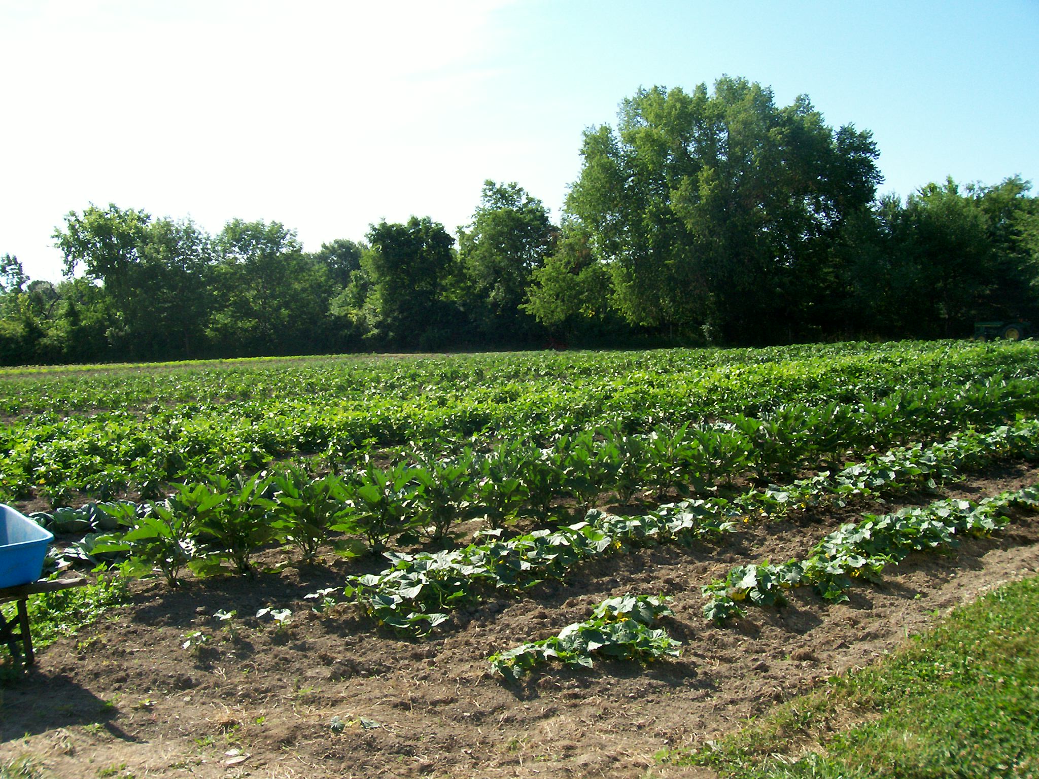 garden produce1-13.jpg