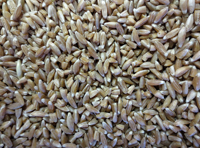 Prairie Farro
