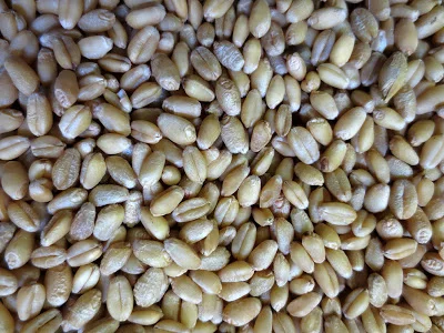 Sonora Heritage Wheat