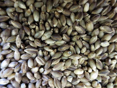Bronze Barley