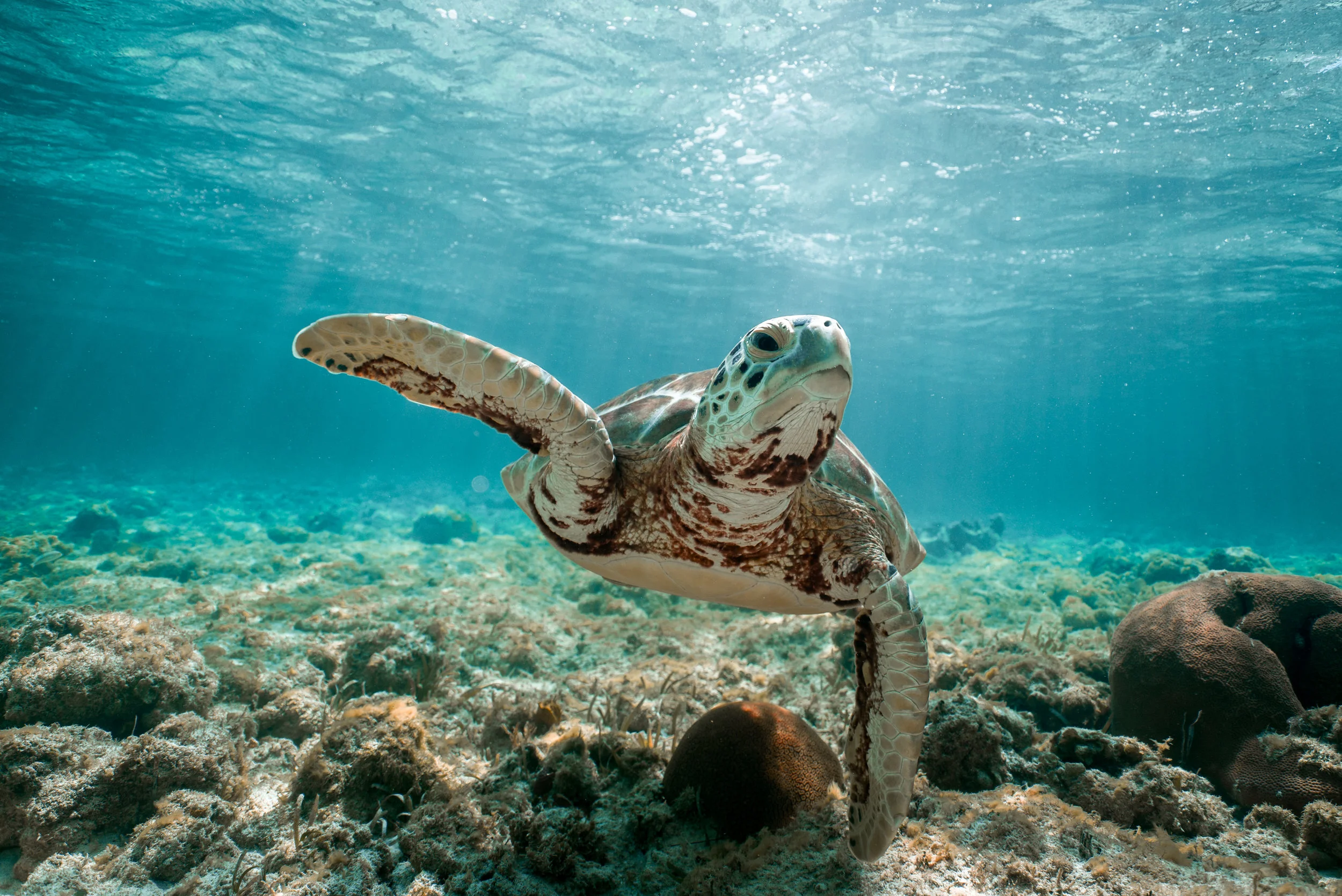 “Approach ,” Bahamas