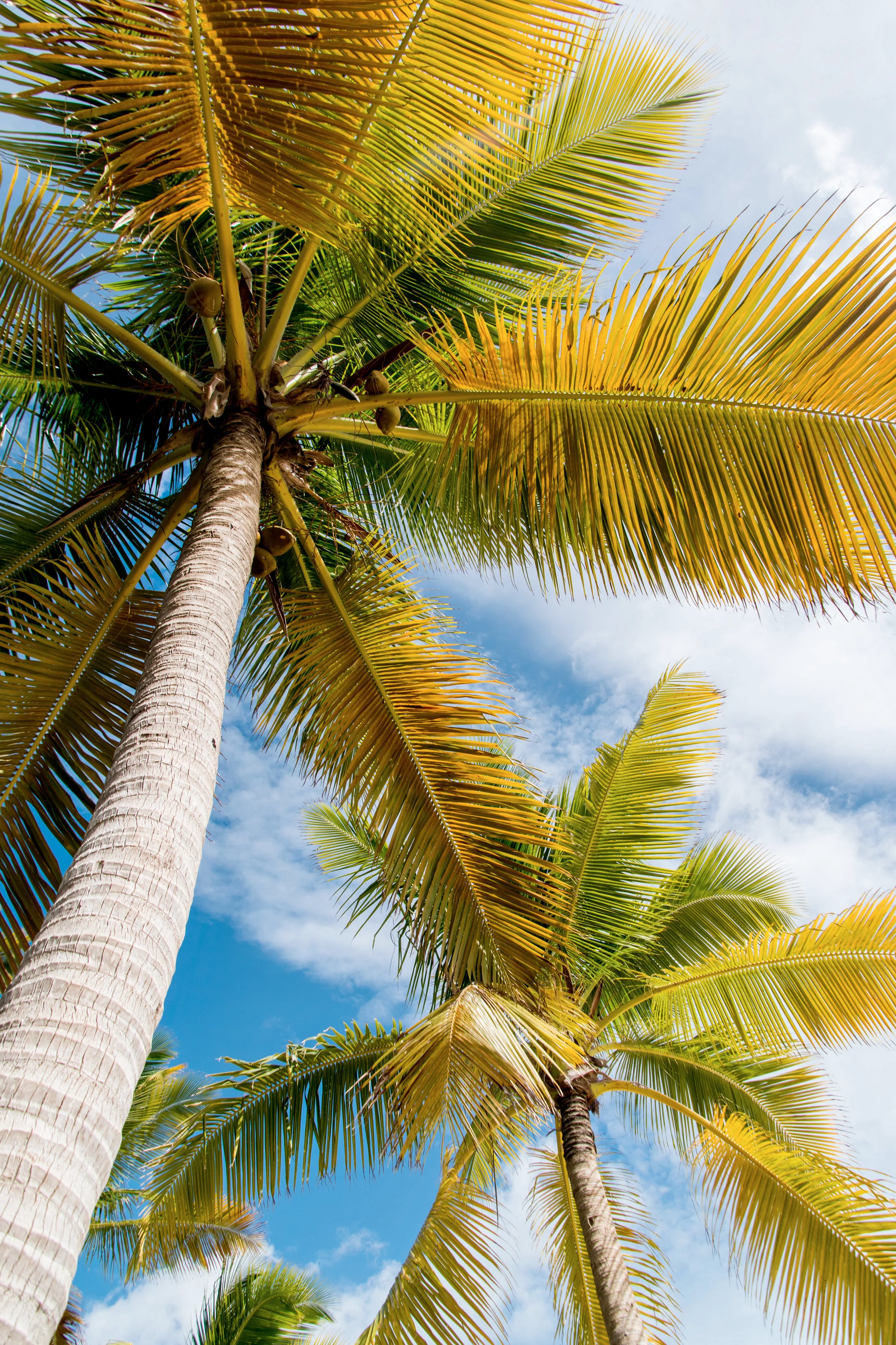 “ Tropics ,” British Virgin Islands