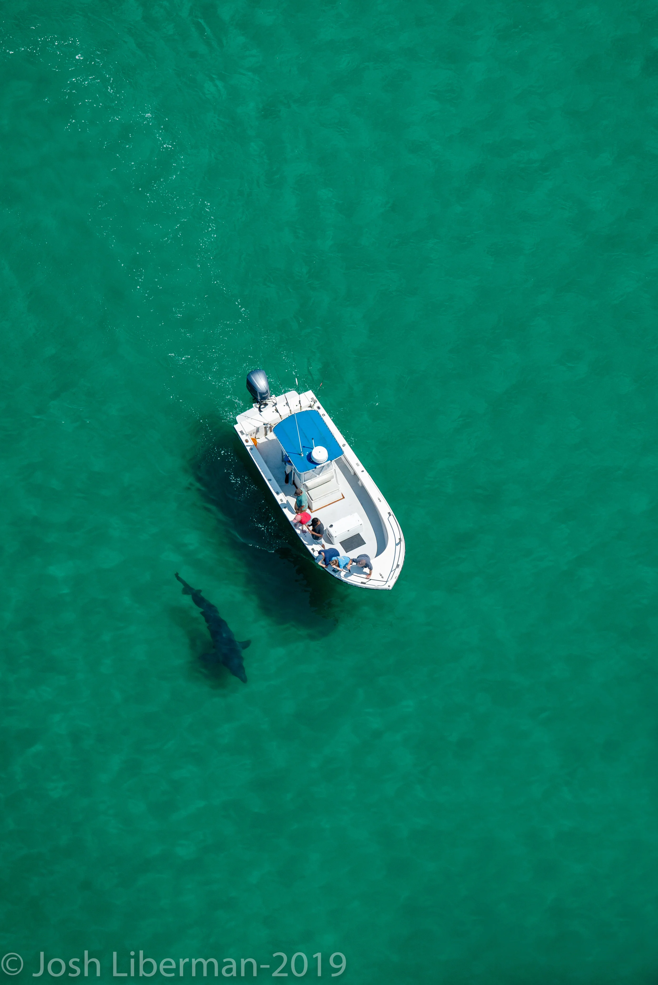 Visitors on an eco-tourism boat get a close look at a large white shark off the coast of Cape Cod.