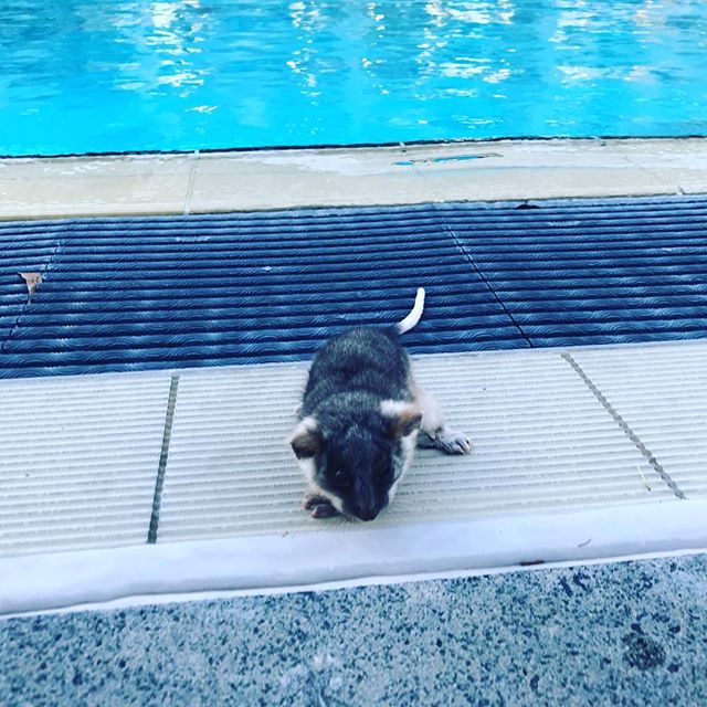 A possum joined us on pool deck tonight @activemonash #swimming #swimmingpool #almostreadyforlittletates