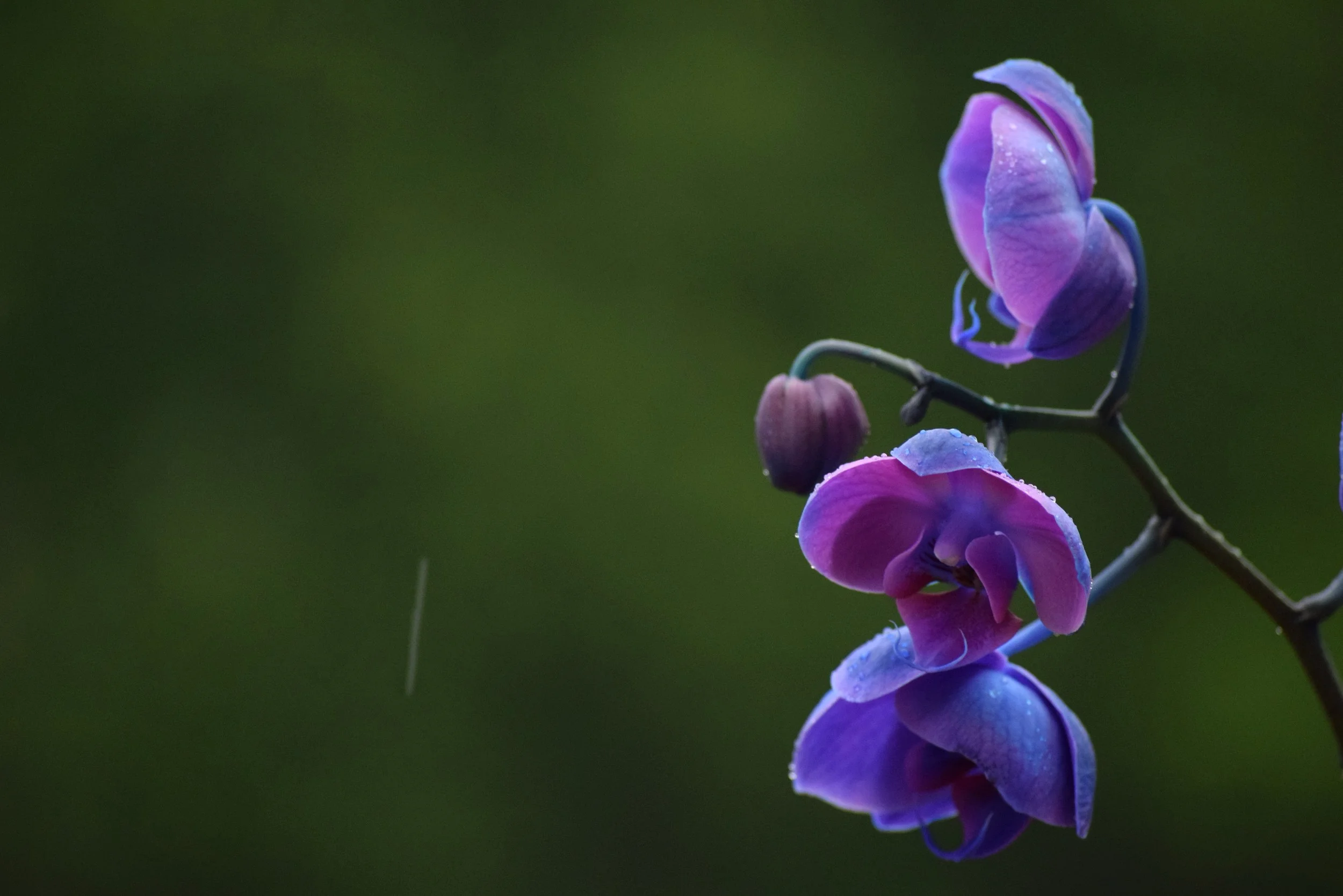 orchid1.JPG