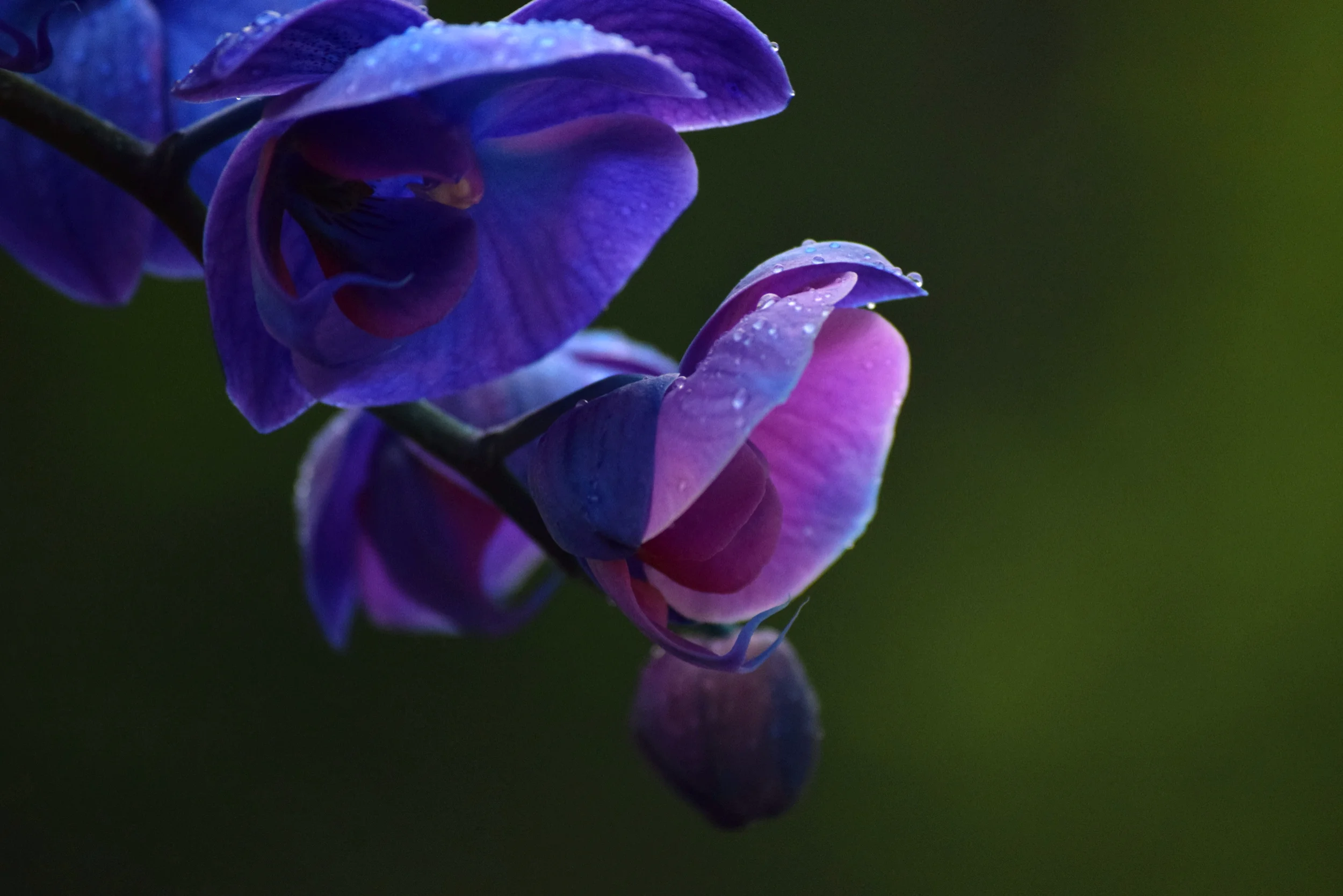 DSC_0202.JPG